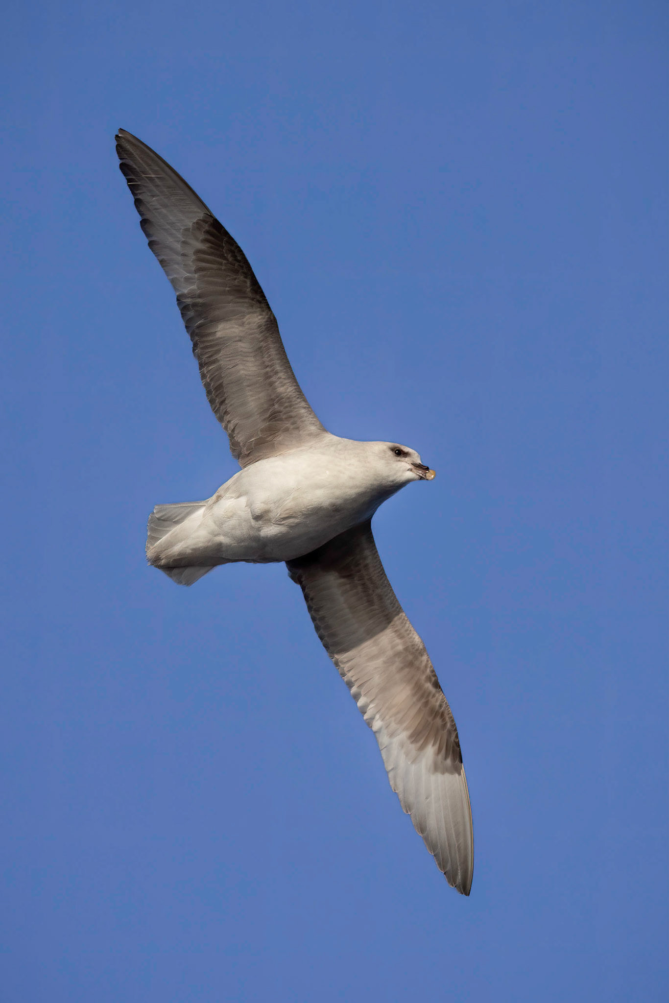 Northern Fulmar