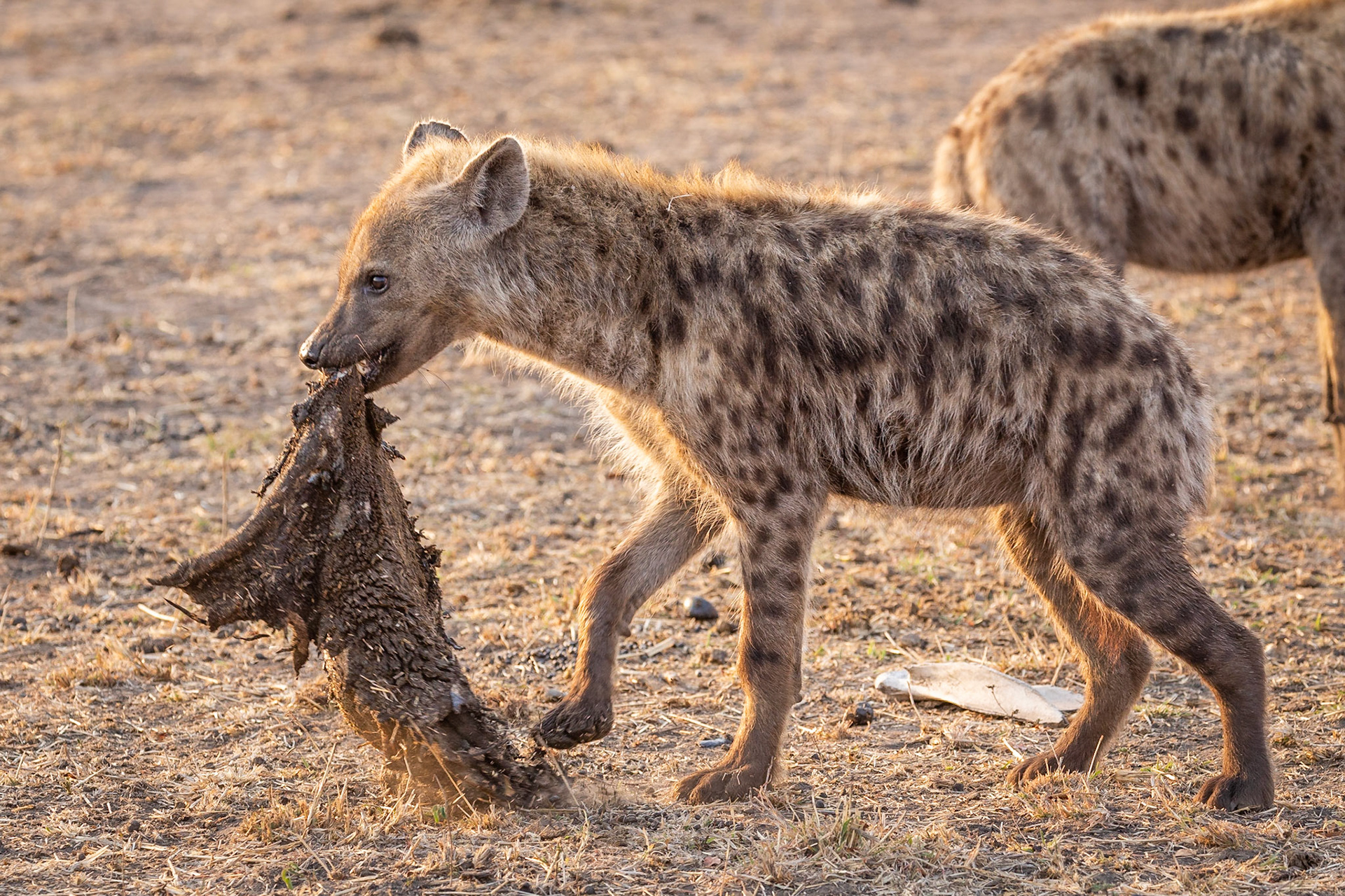 Young spotted hyena