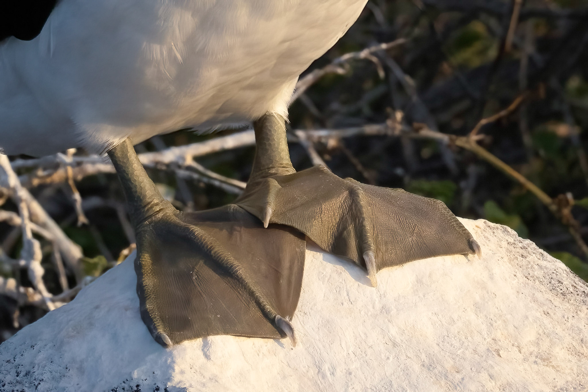 Nazca Booby