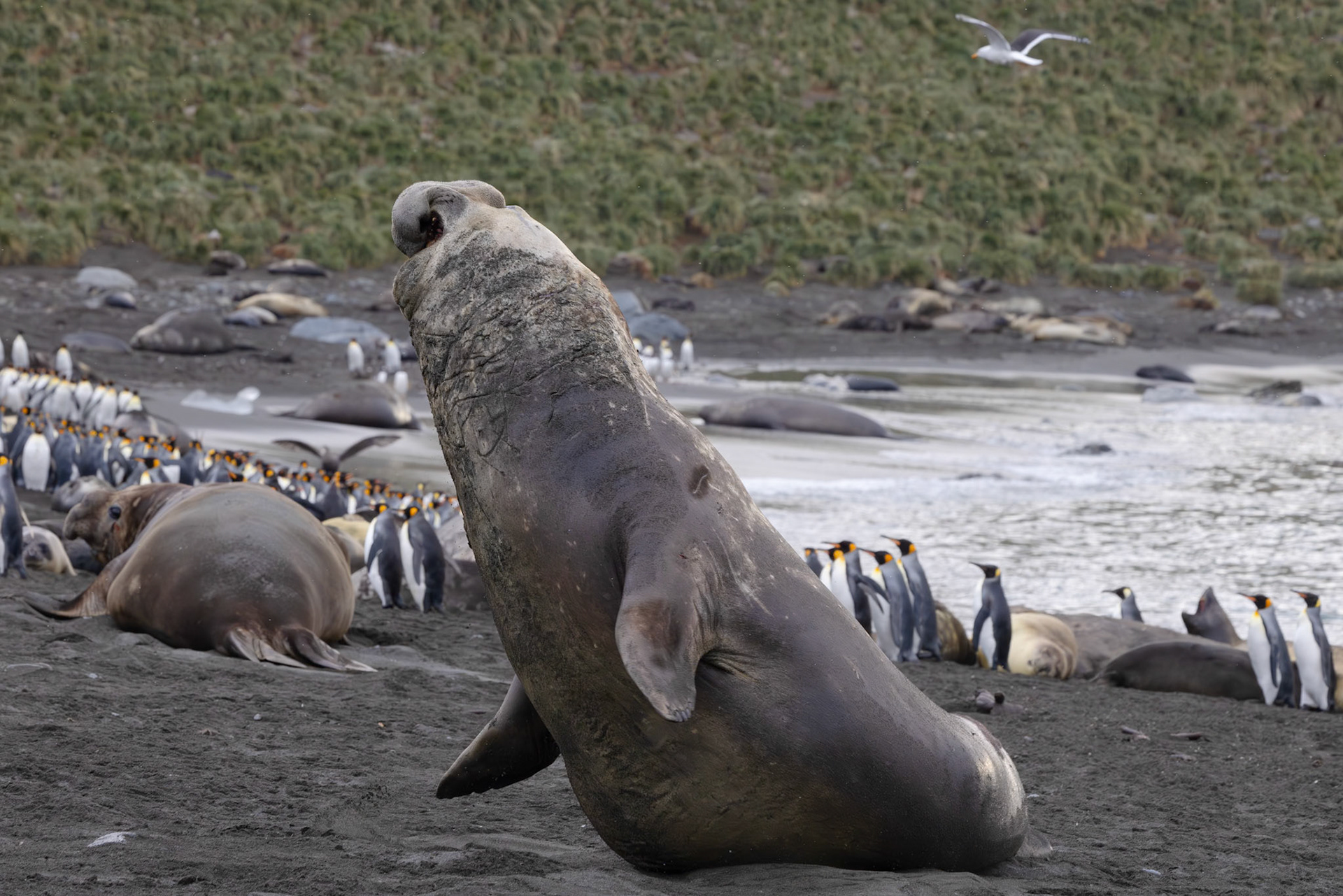 Southern Elephant Seal