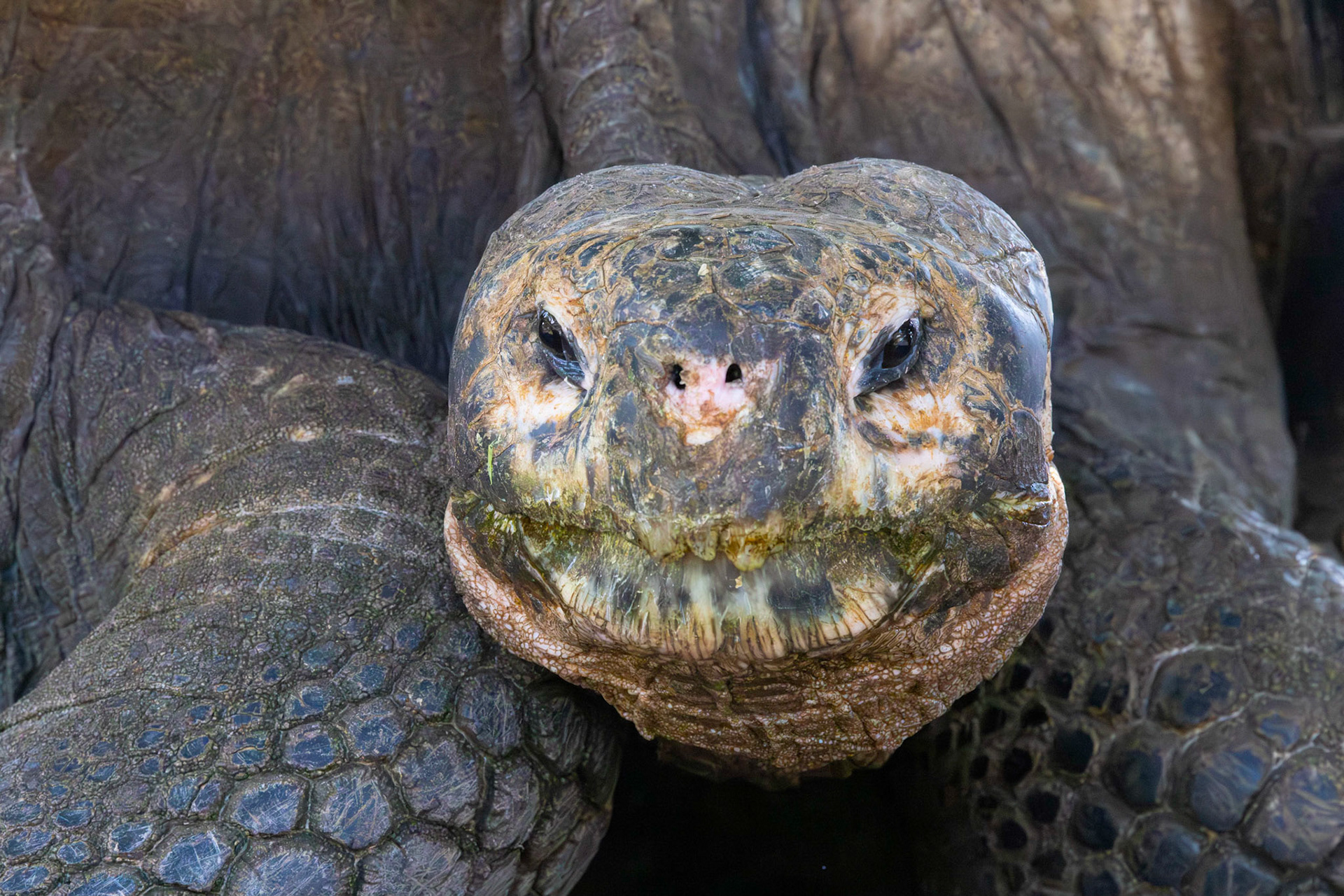 Galapagos Giant Tortoise