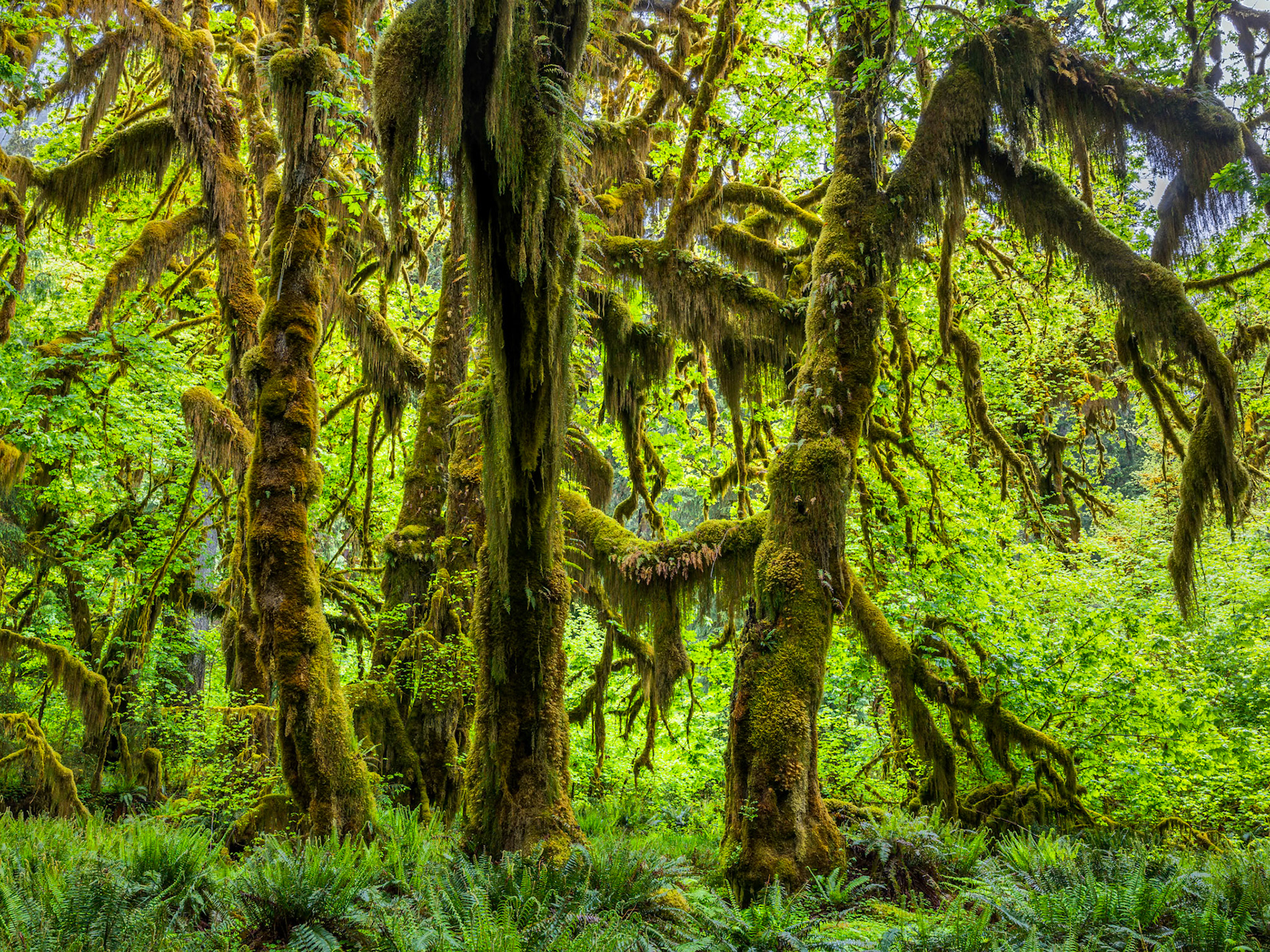 Hoh Rain Forest Hall of Mosses