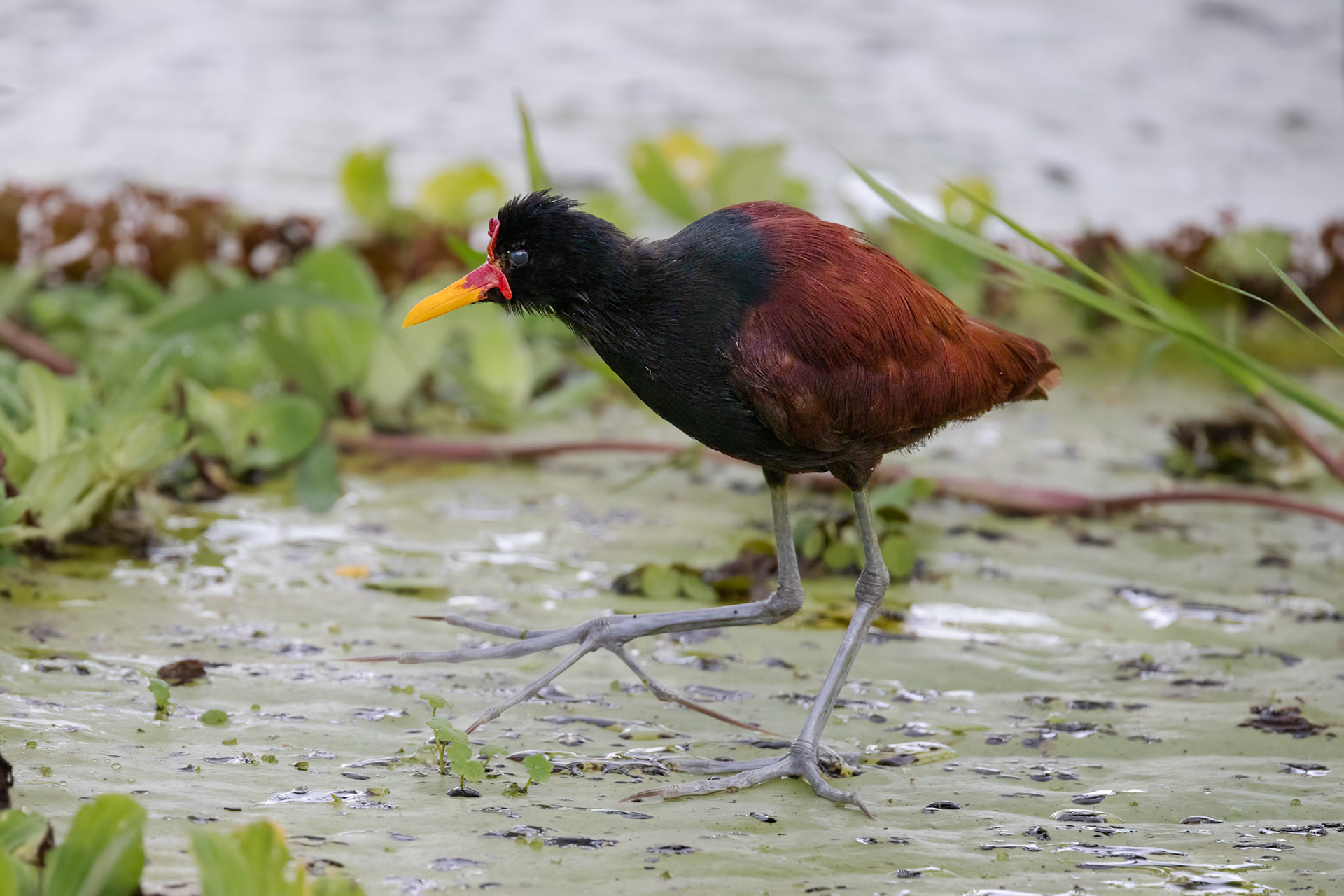 Whattled Jacana