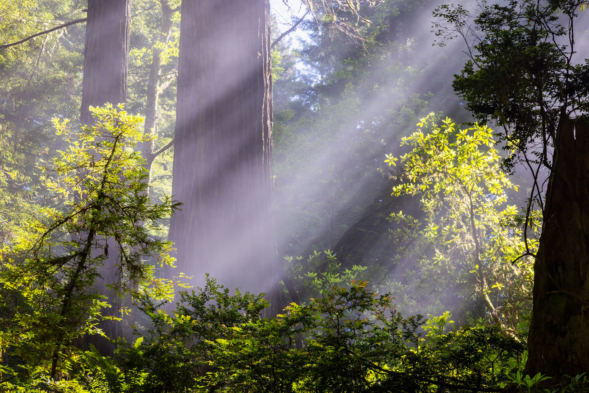 Del Norte Coast Redwoods