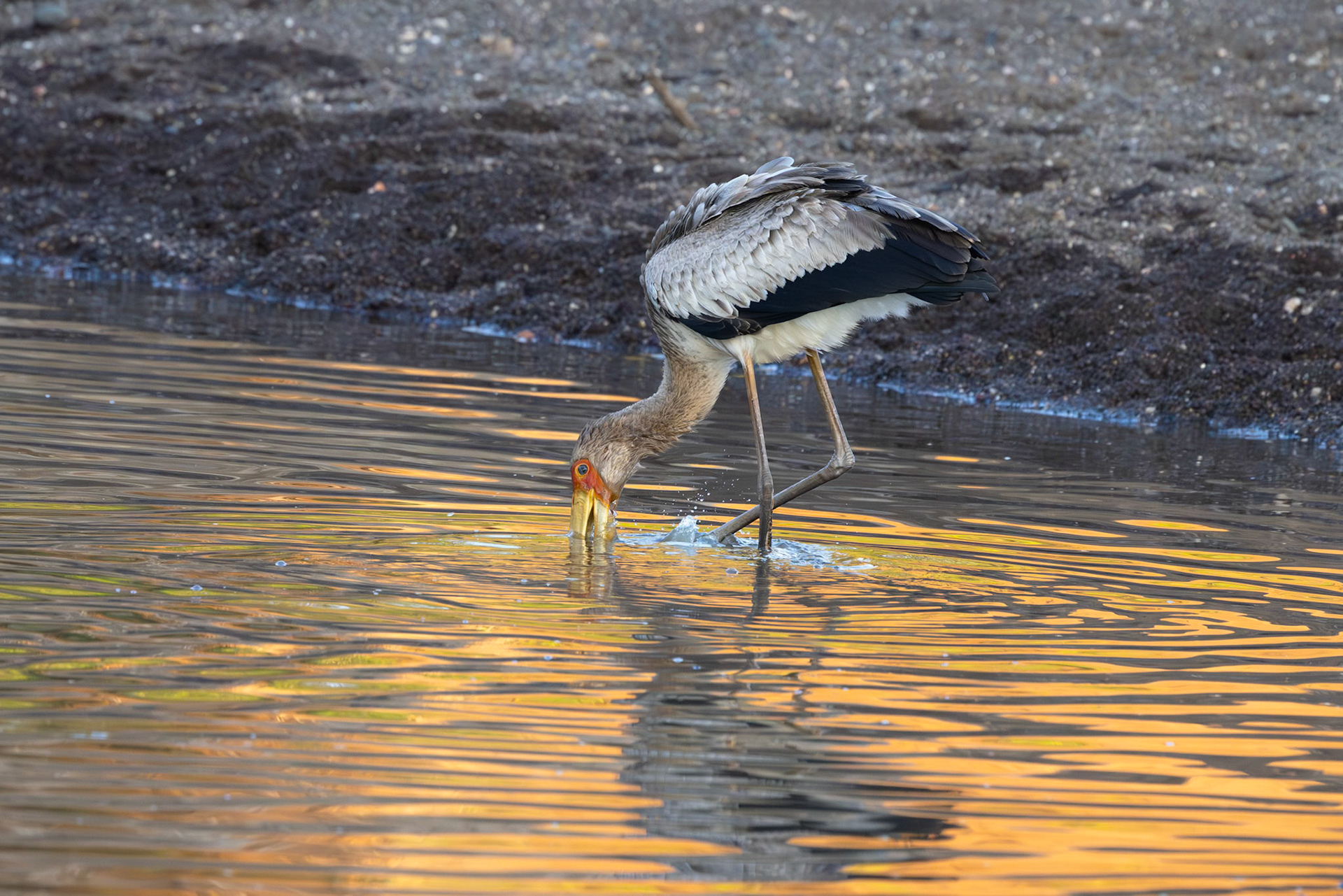 Yellow-Billed Stork
