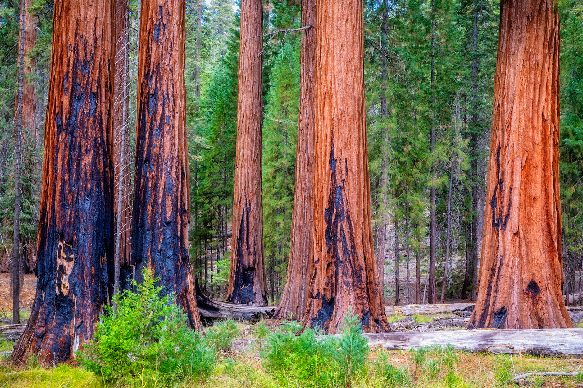 Giant Sequoia, Mariposa Grove, Yosemite NP