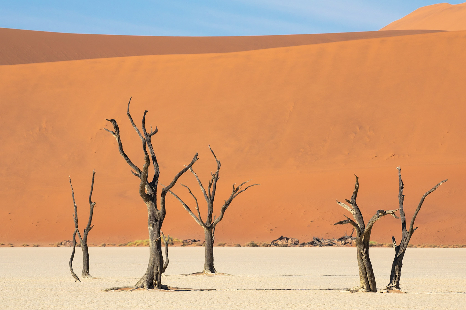 Deadvlei; 600-year-old camel thorn trees