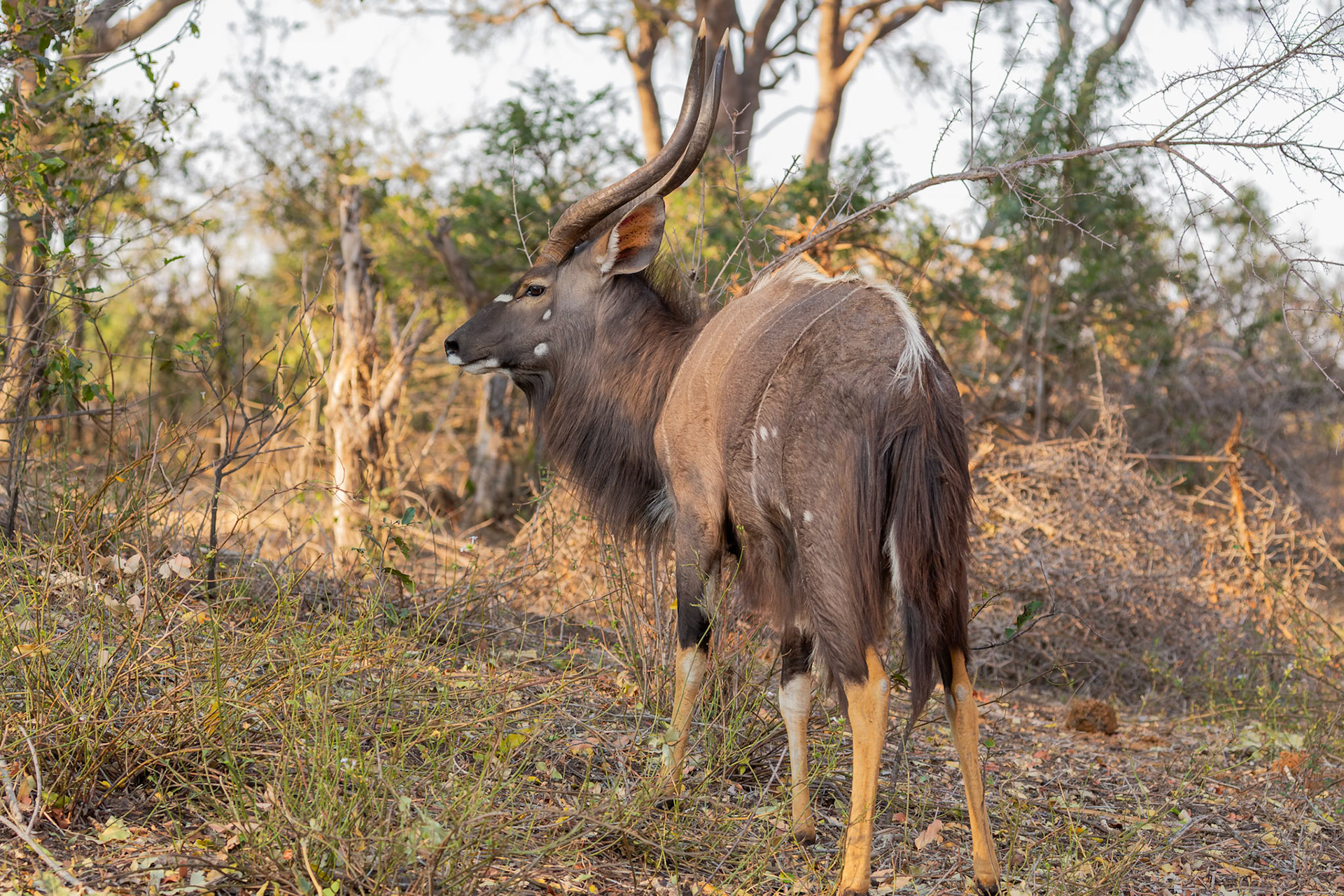 Male Nyala antelope
