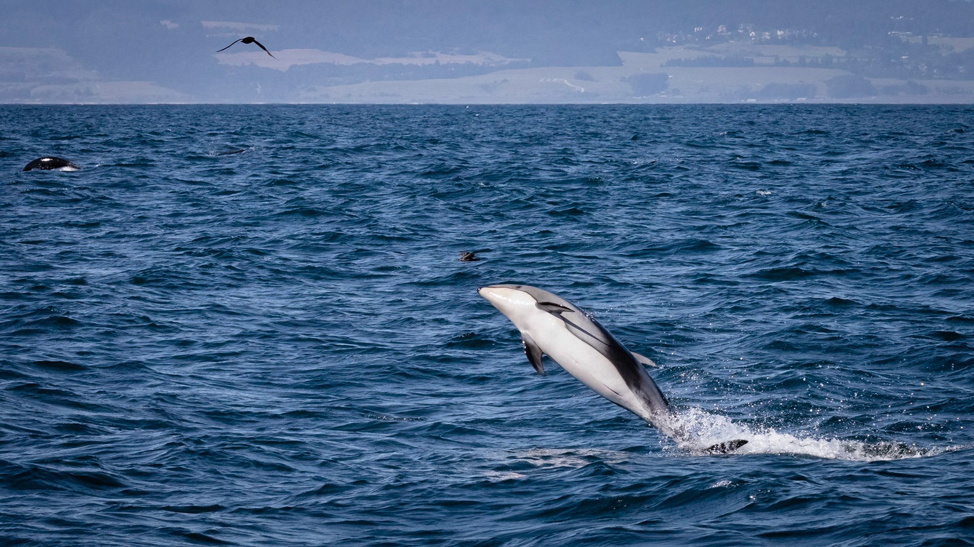 Pacific White-Sided Dolphin
