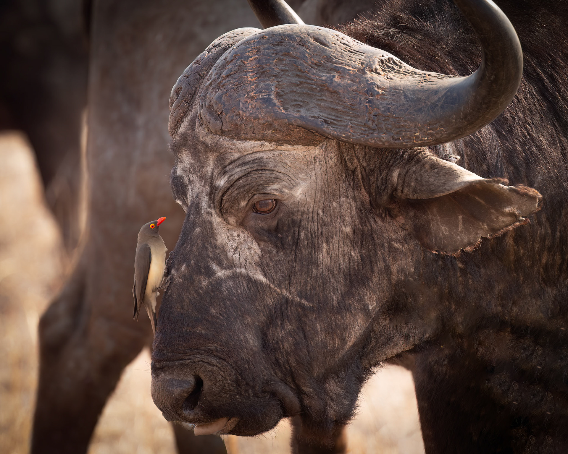 Old cape buffalo with oxpecker