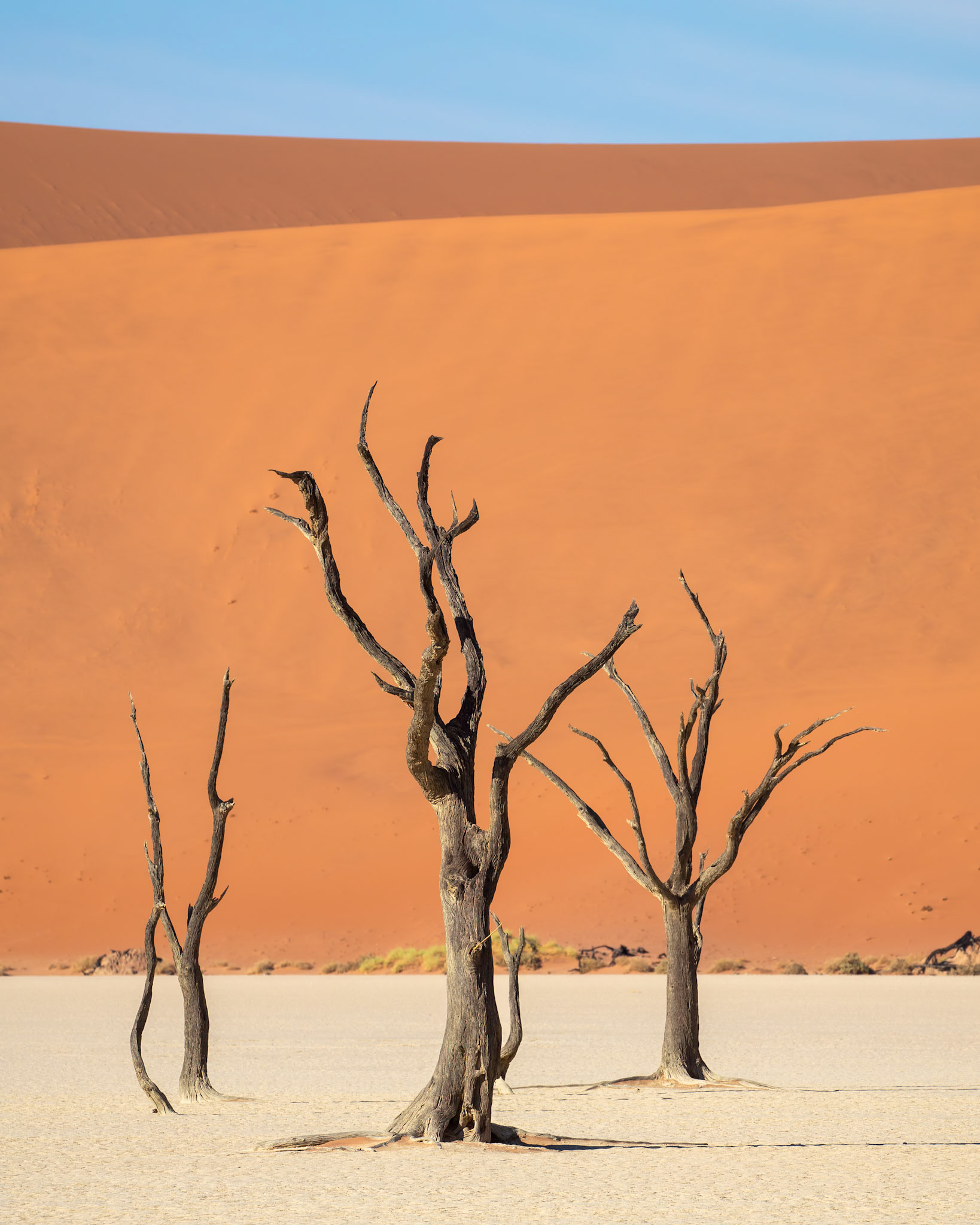 Deadvlei; 600-year-old camel thorn trees