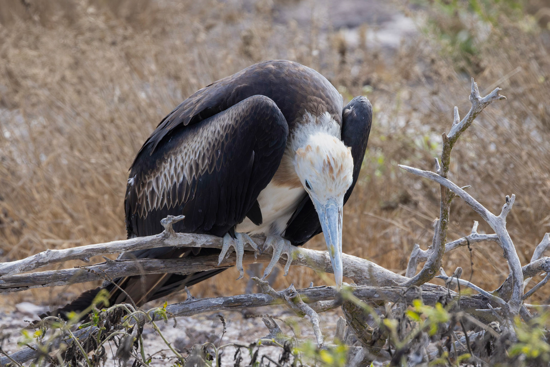 Juvenile Magnificant Frigatebird