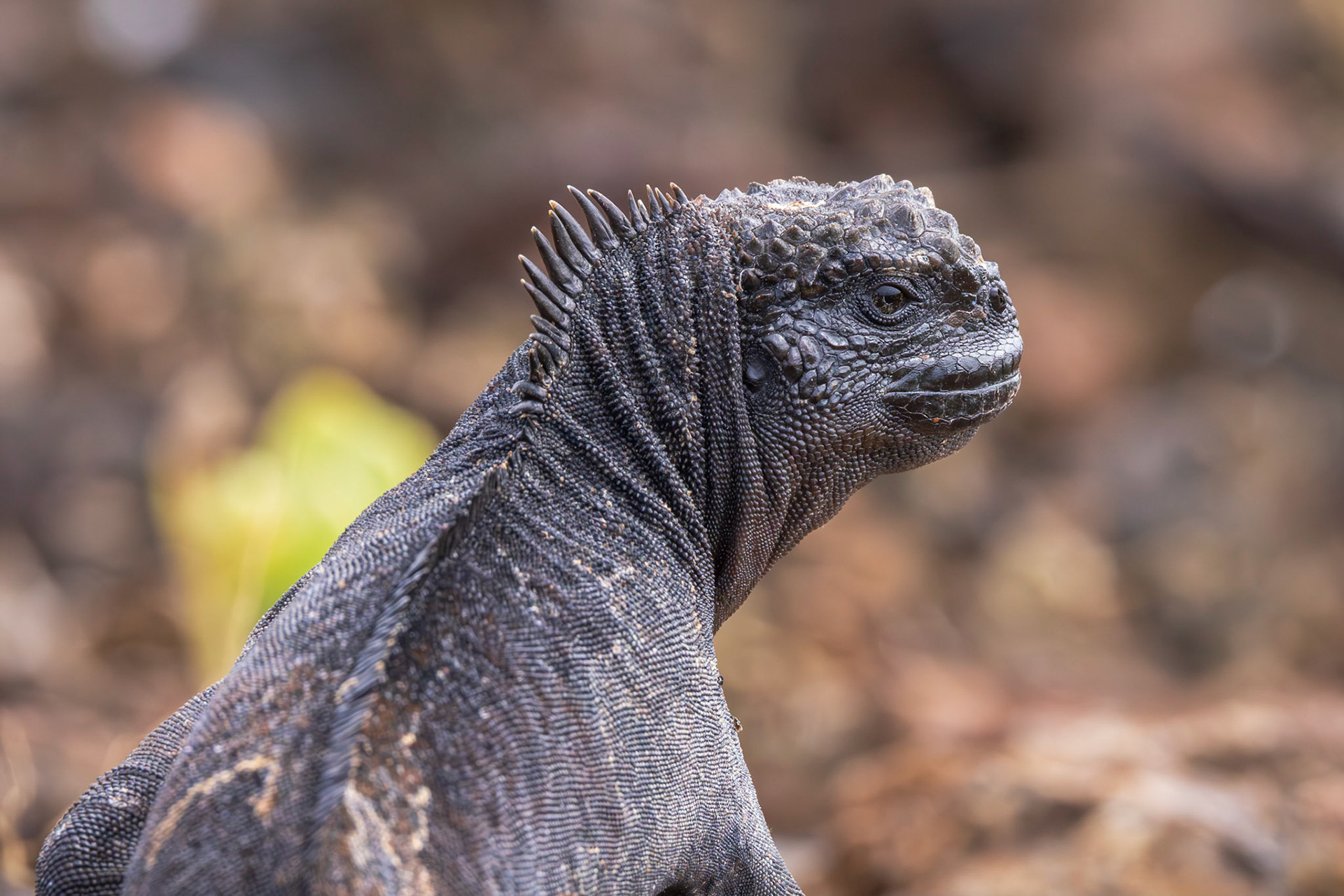 Marine Iguana