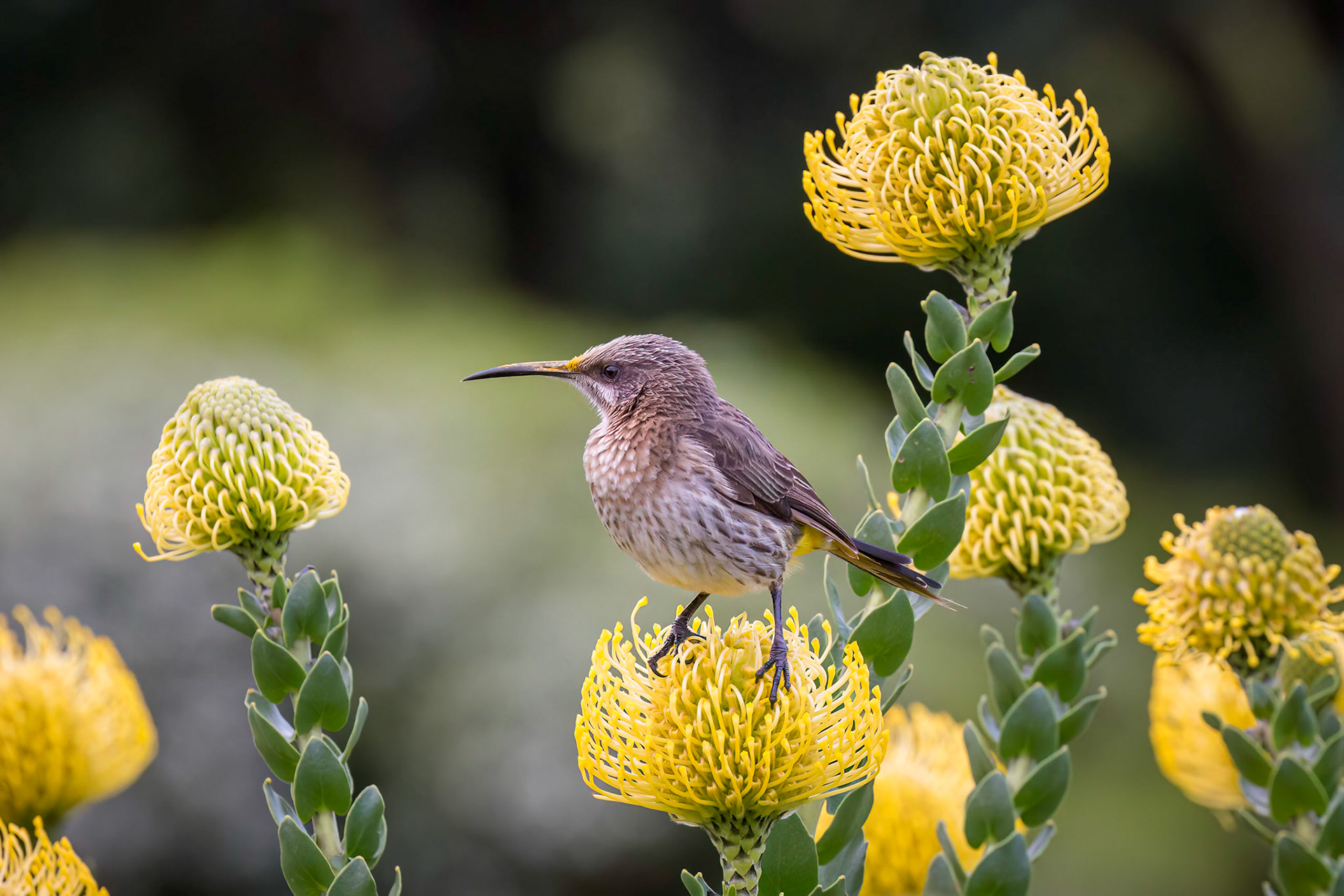 Cape Sugarbird on a Yellow pincushion protea (leucospermum)