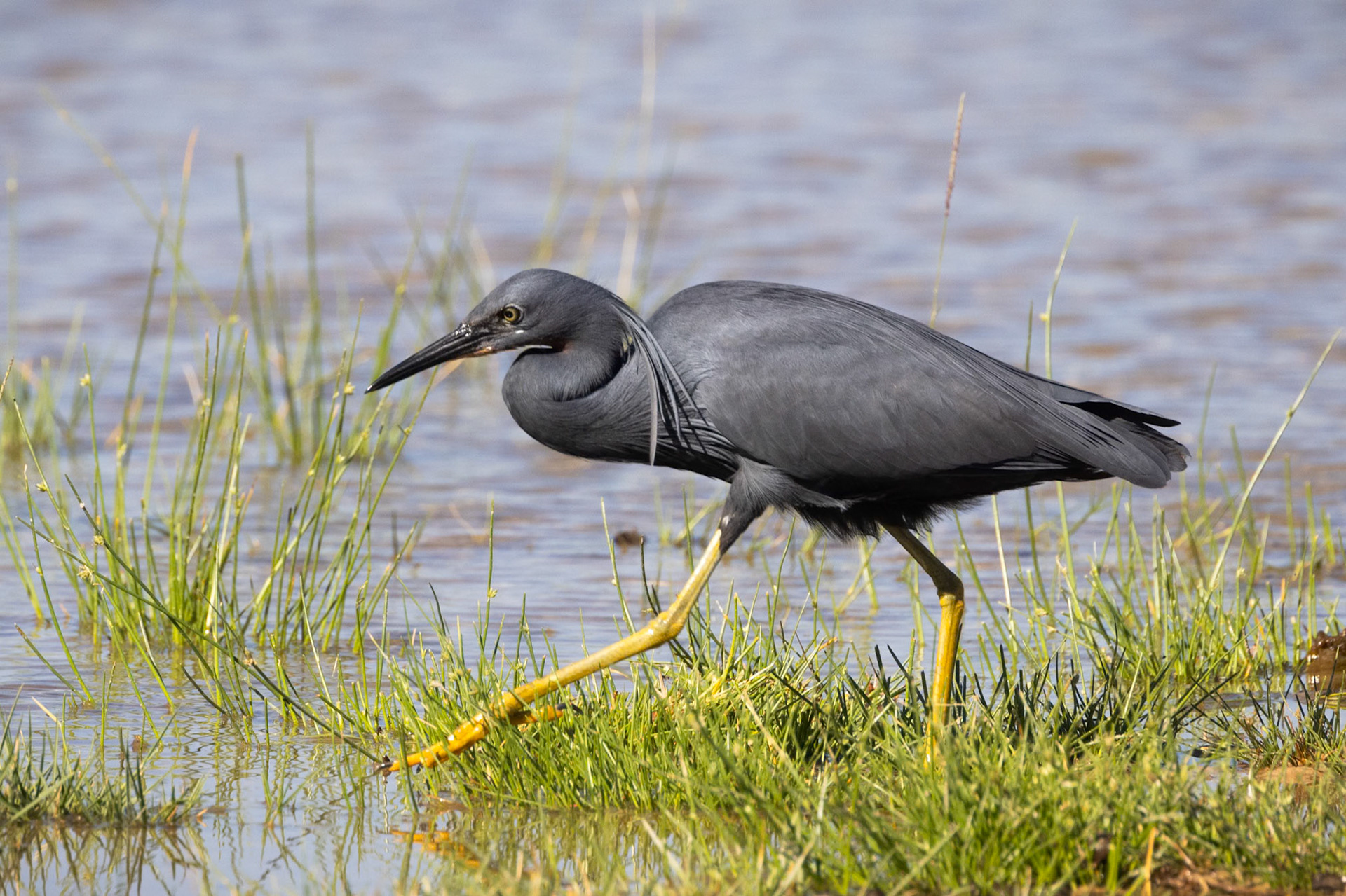 Black Heron