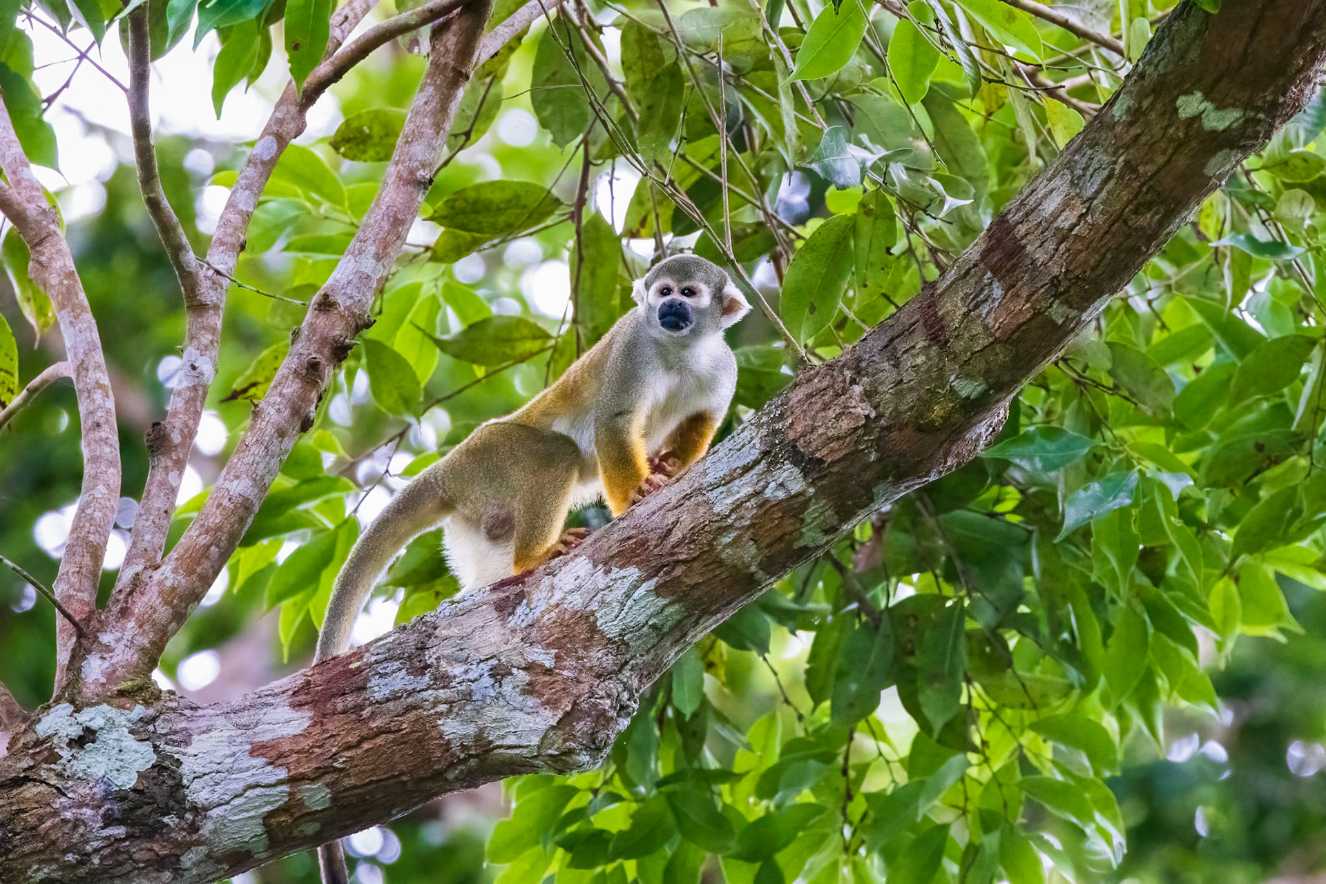 Squirrel Monkey