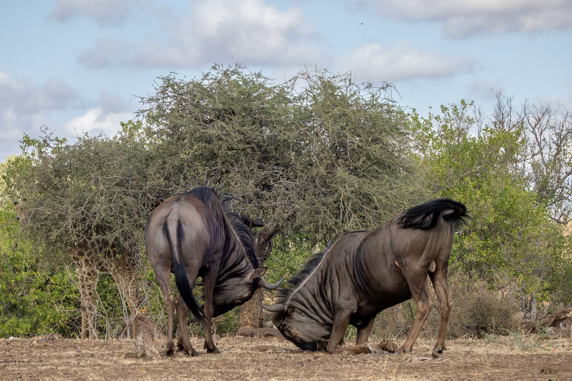 Blue Wildebeest