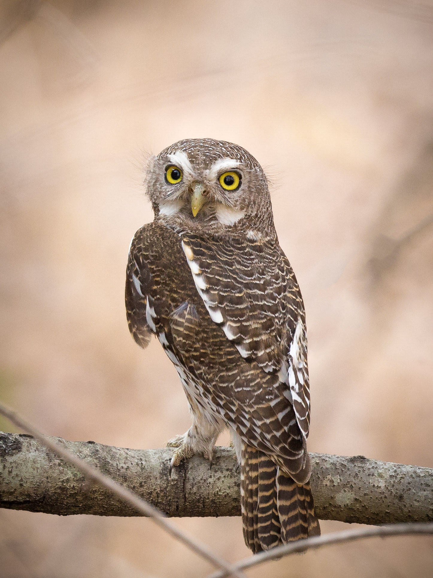 Pearl-spotted Owlet