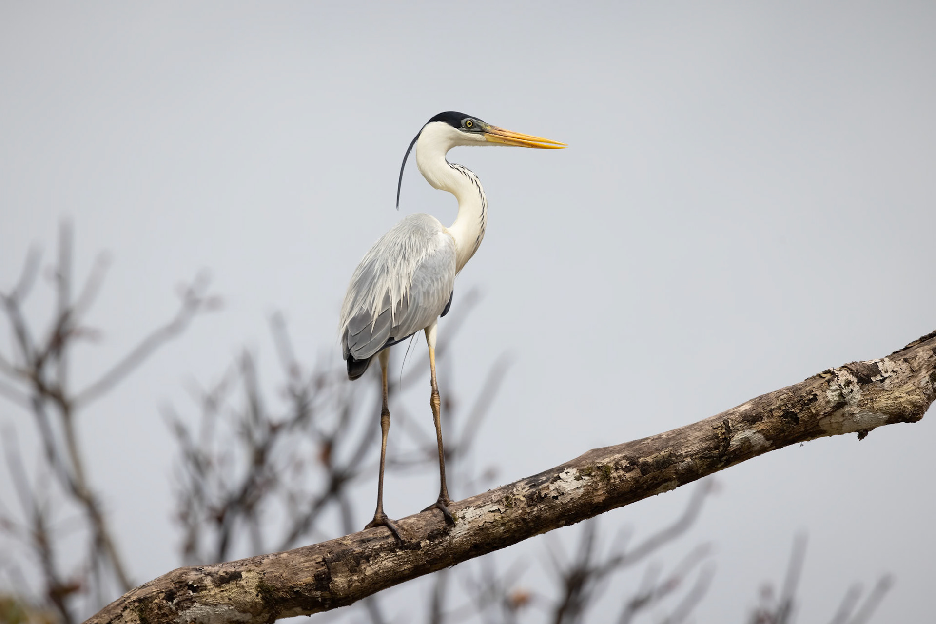 Cocoi Heron