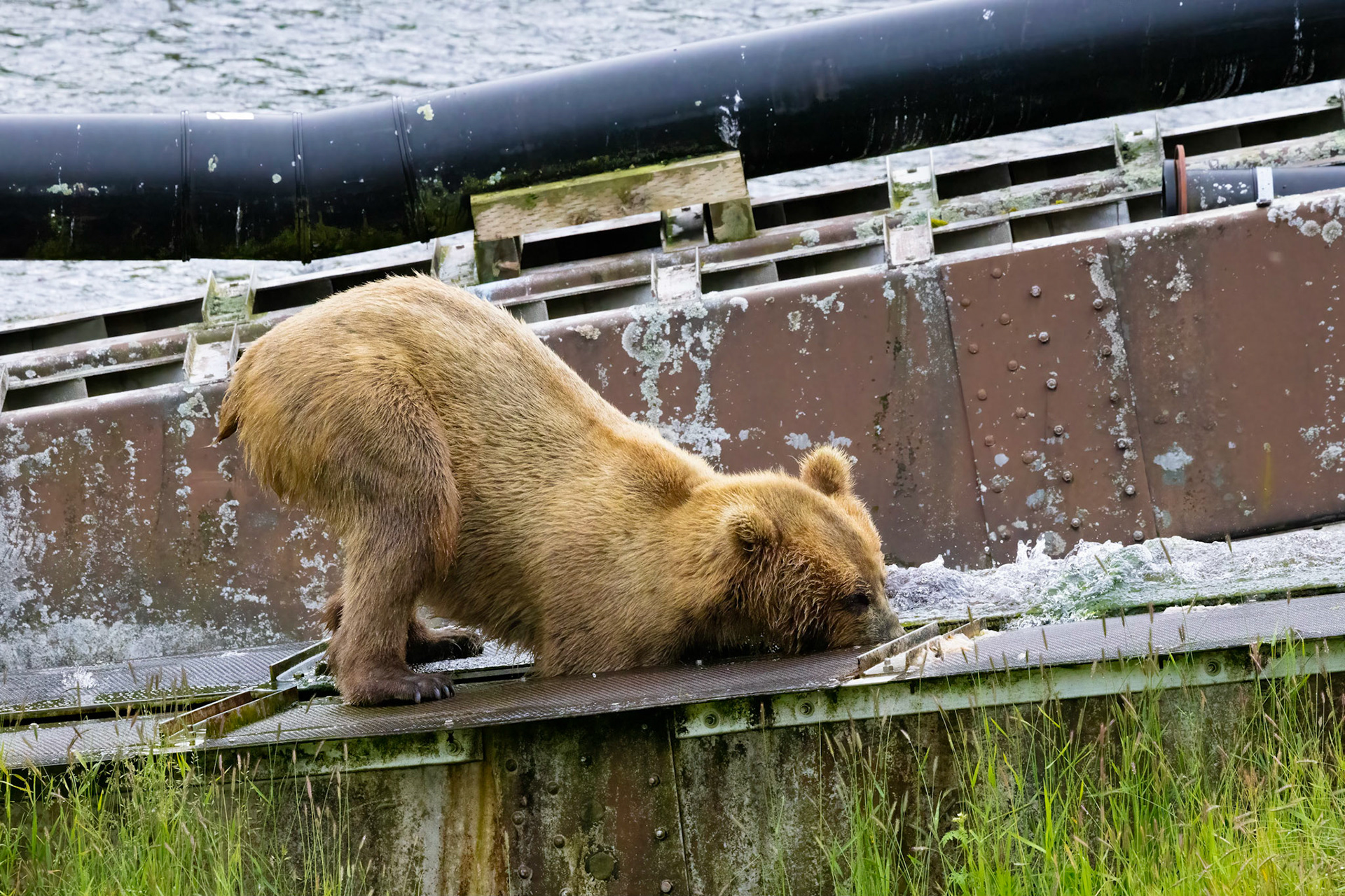 Frazer Lake Salmon Fish Weir and Ladder