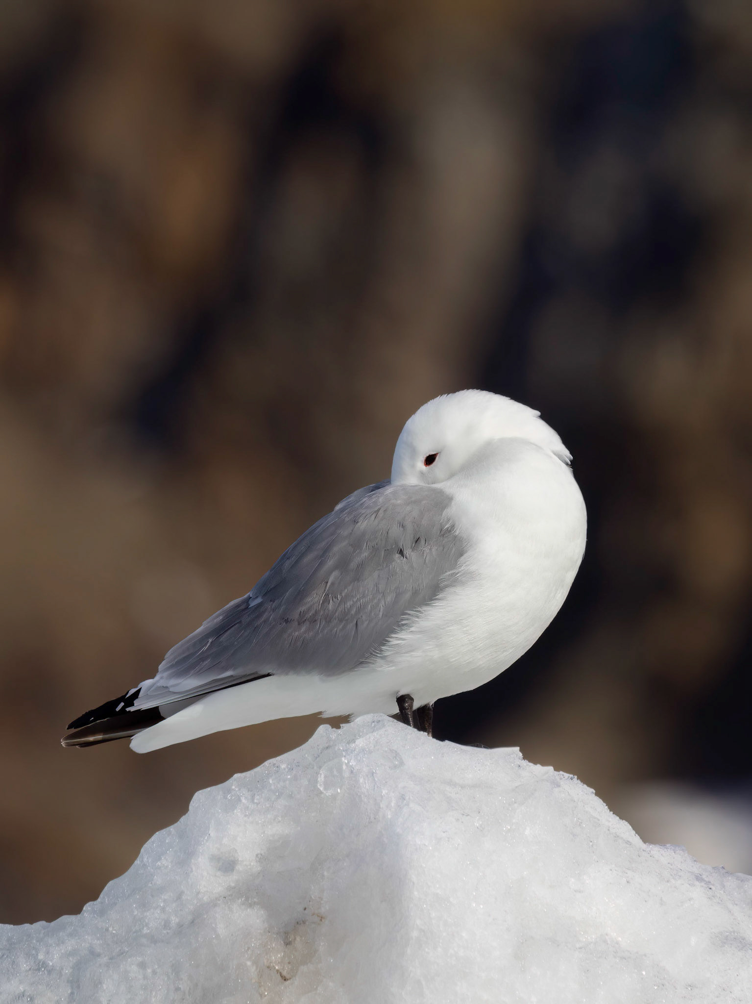 Black-Legged Kittiwake