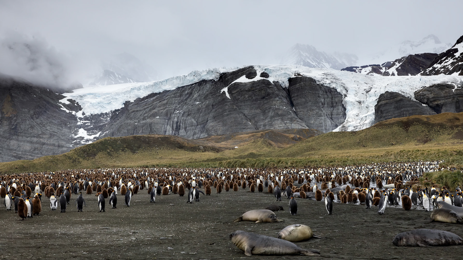 King Penguin Colony, Gold Harbour