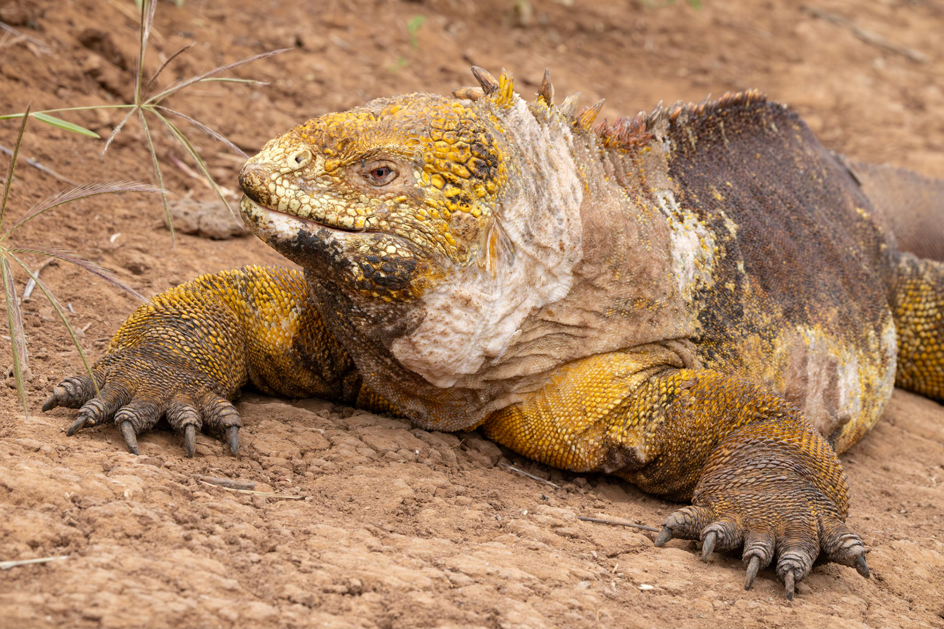 Land Iguana