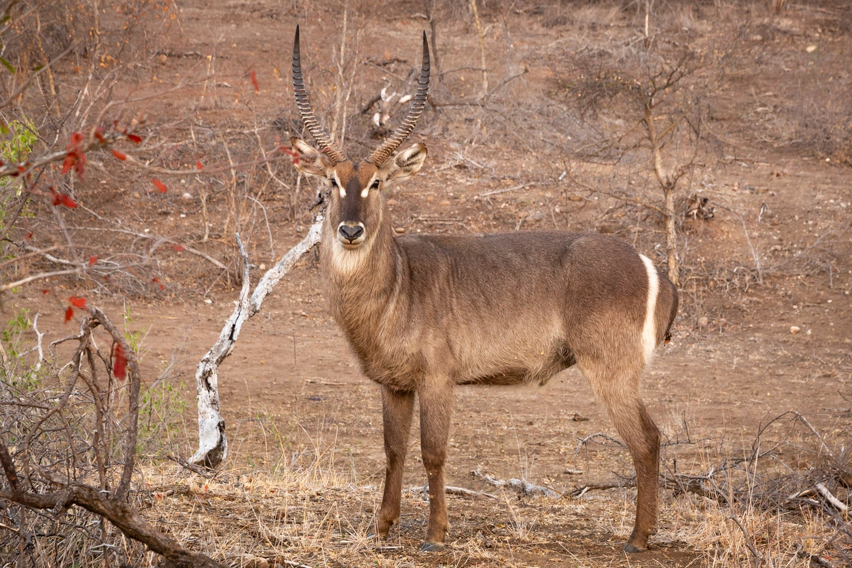 Waterbuck