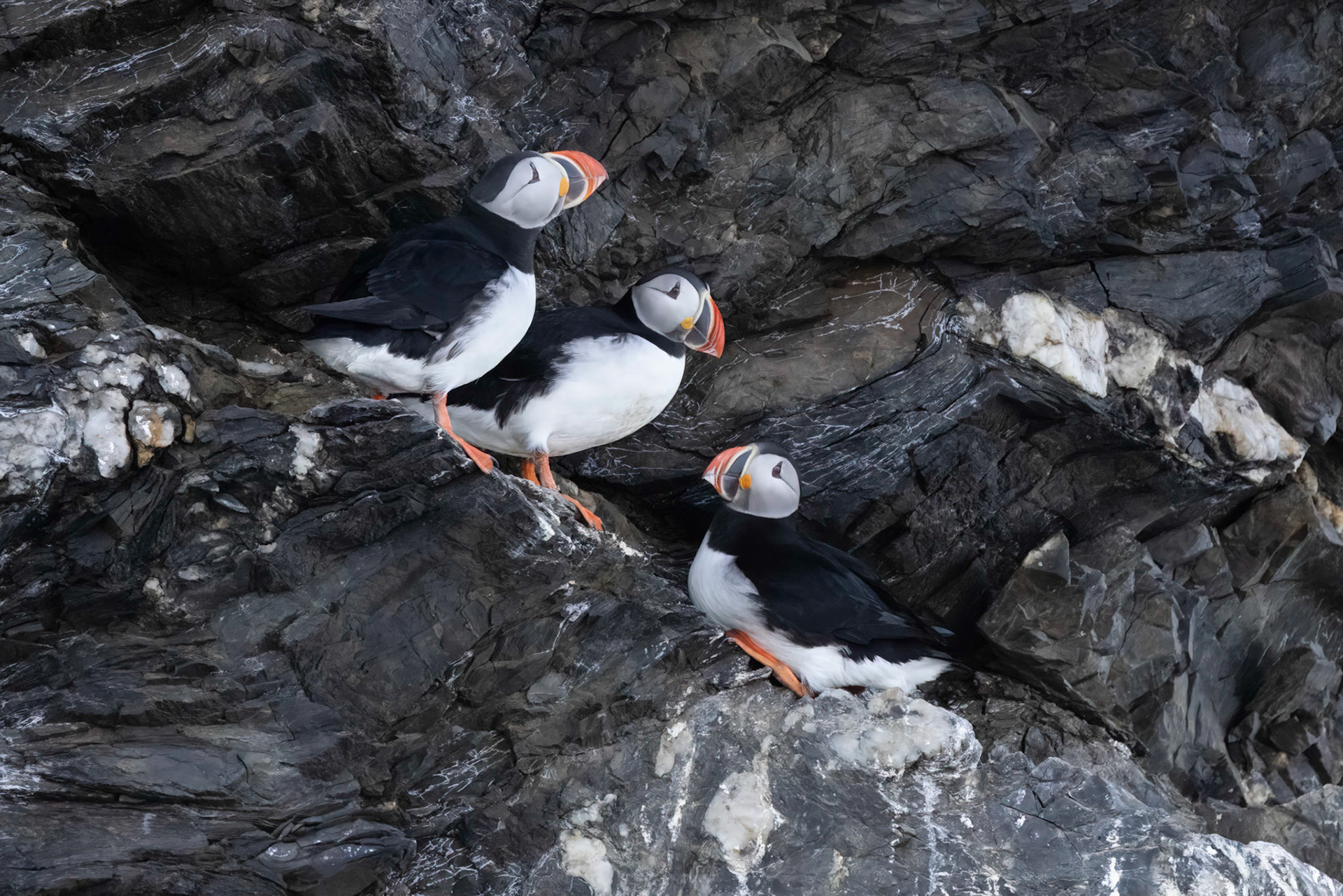 Atlantic Puffin