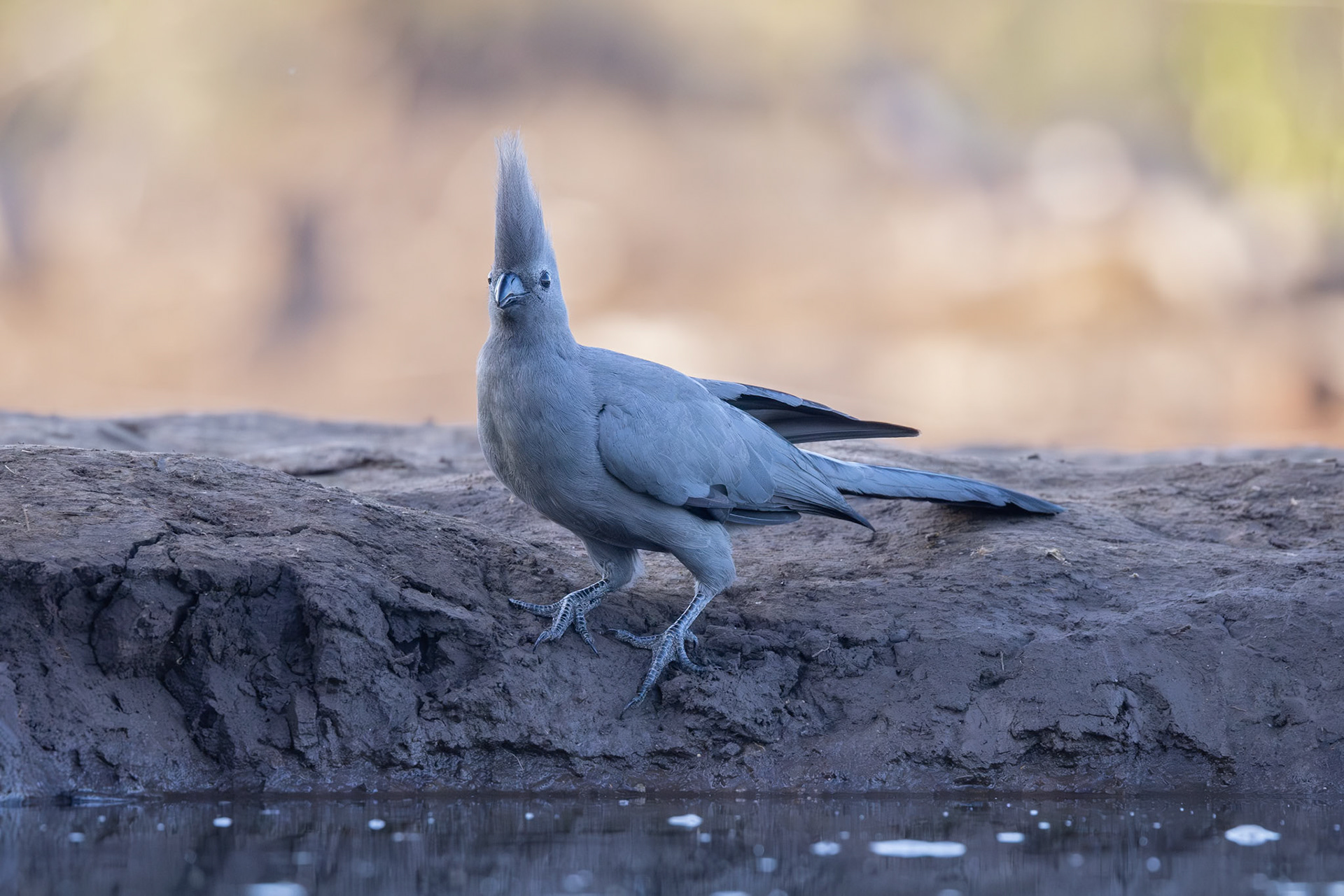 Grey Go-away Bird (Lourie)