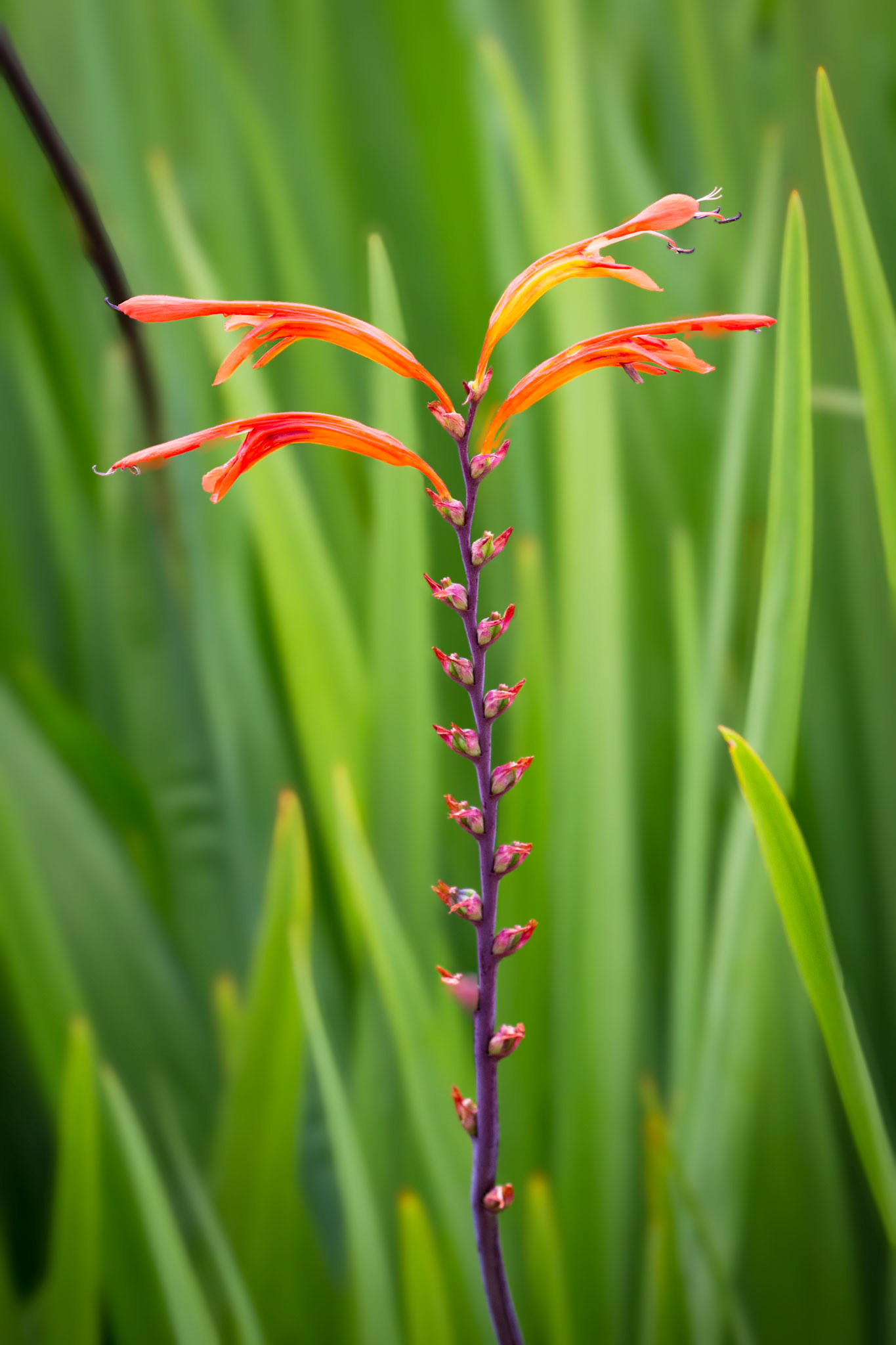 Cobra Lily