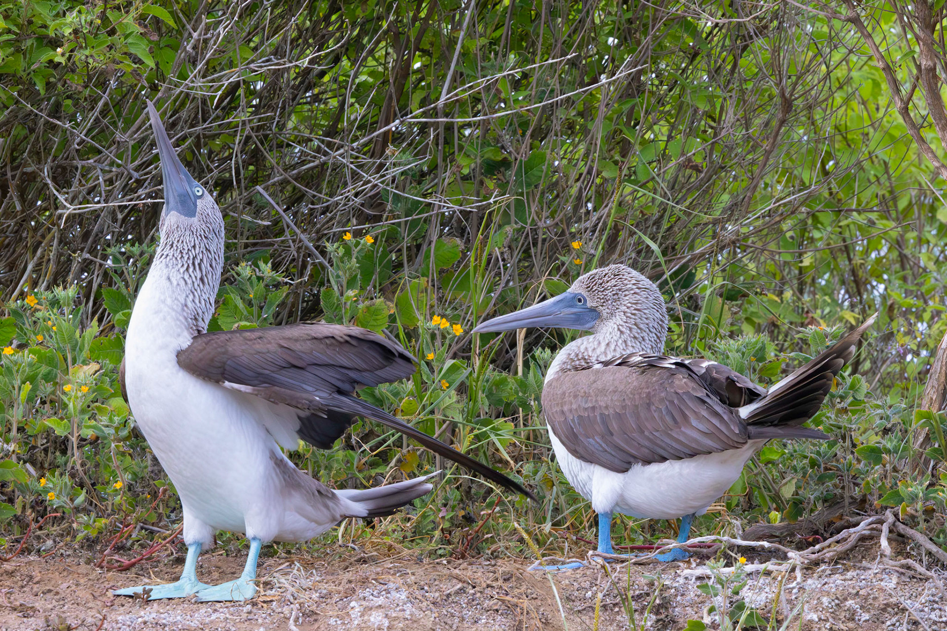 Blue-footed Booby