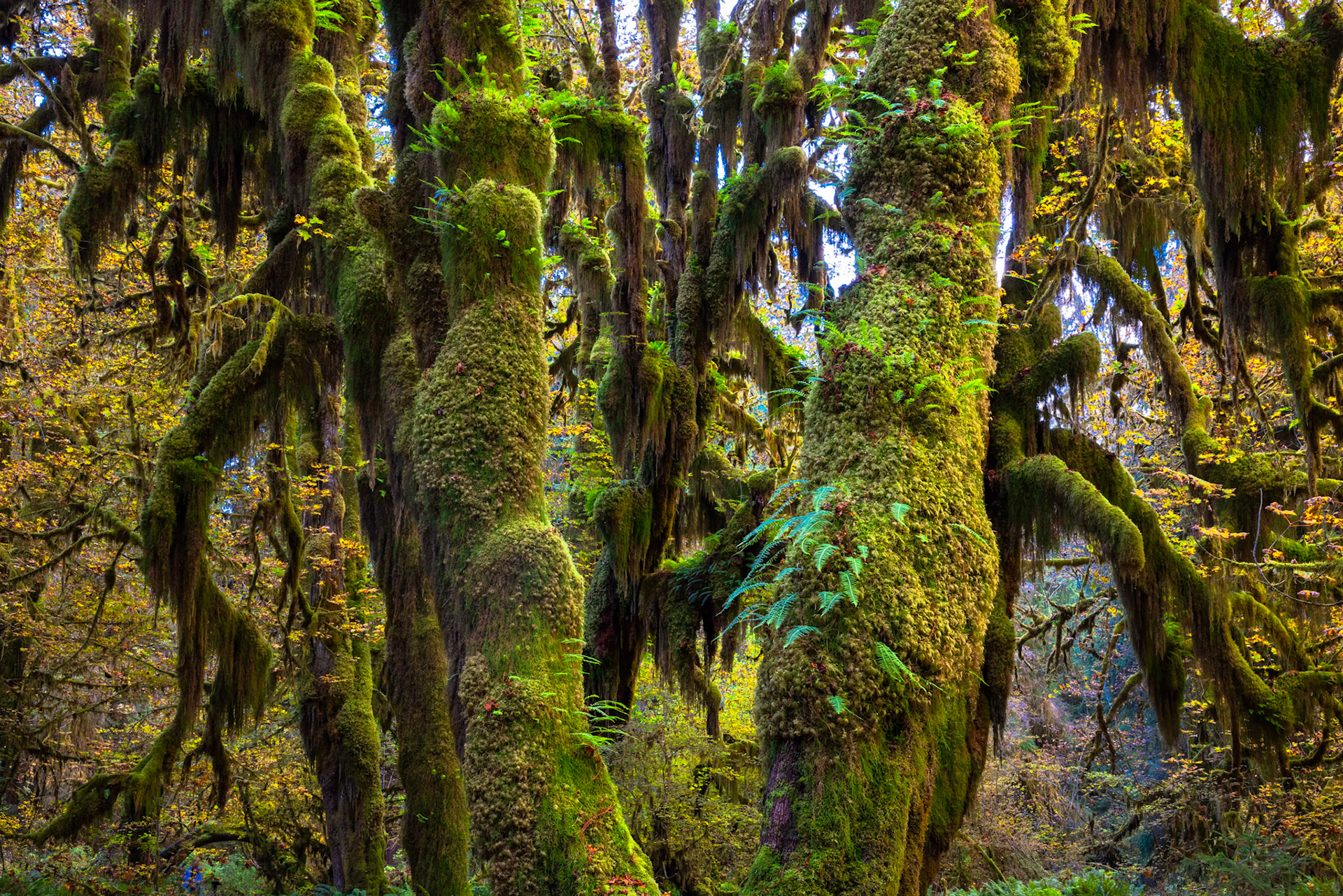 Hoh Rain Forest Hall of Mosses