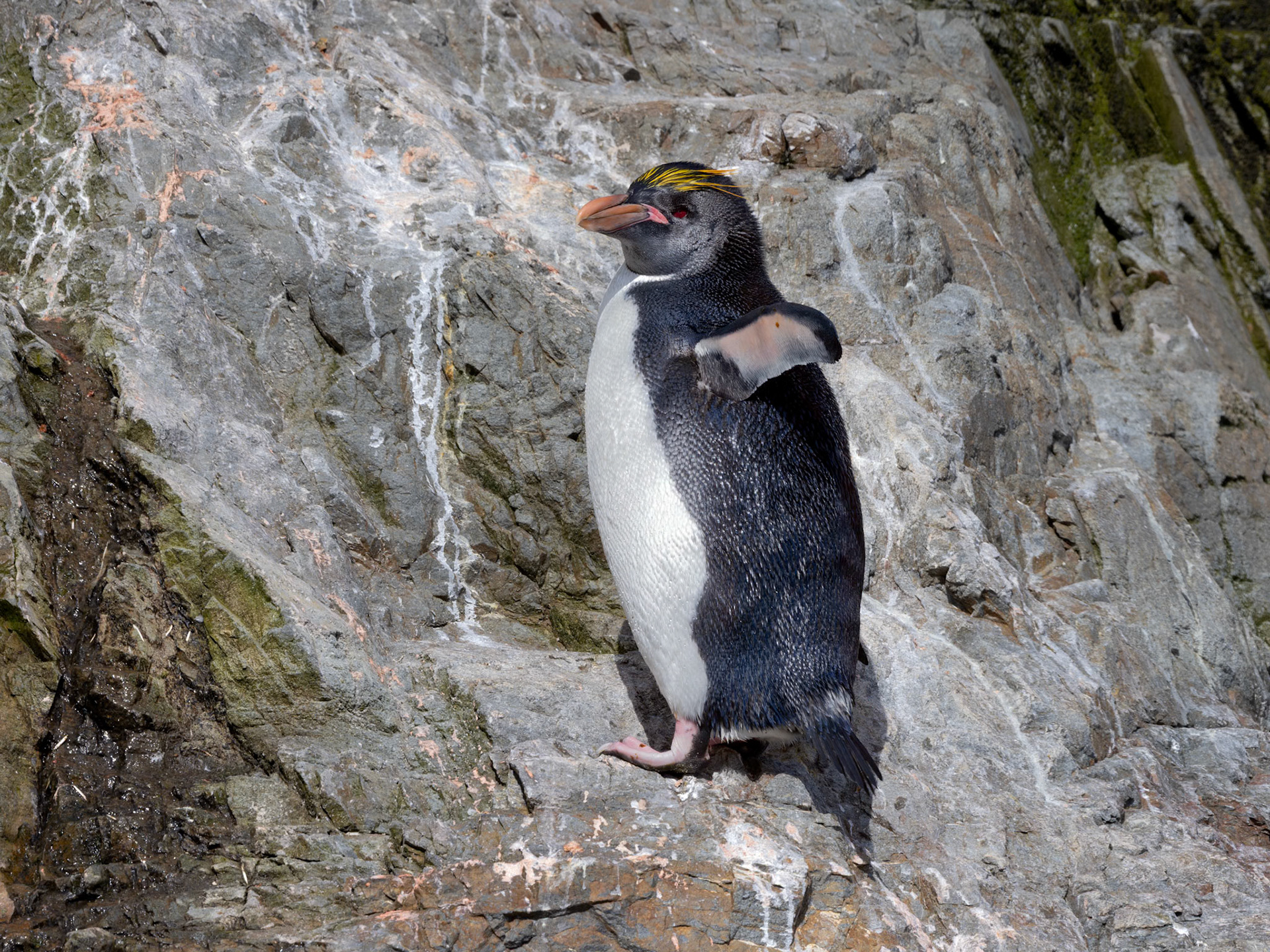 Macaroni Penguin, Hercules Bay, S Georgia Island