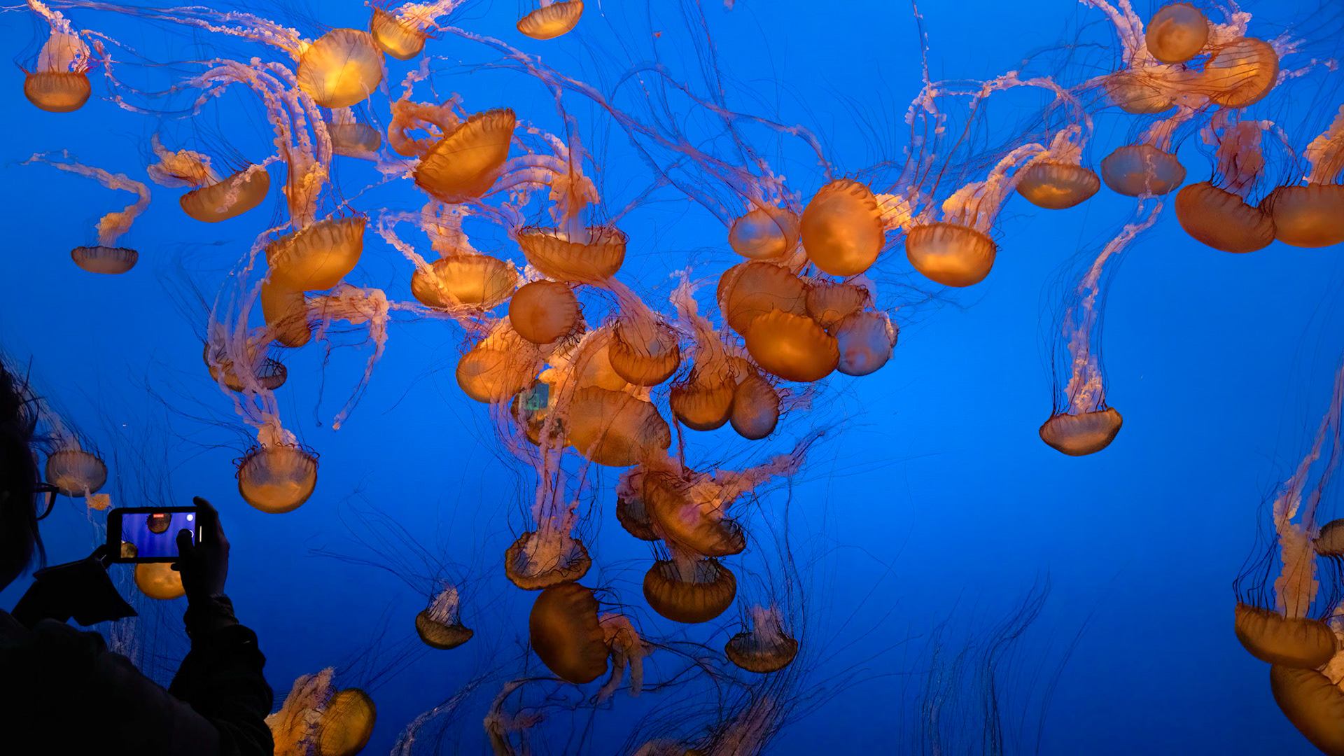 Monterey Bay Aquarium, Sea Nettles