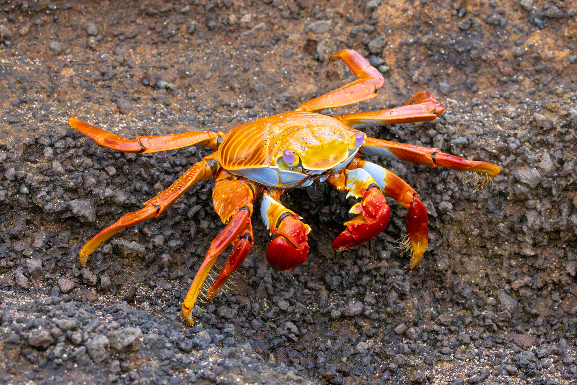 Sally LIghtfoot Crab