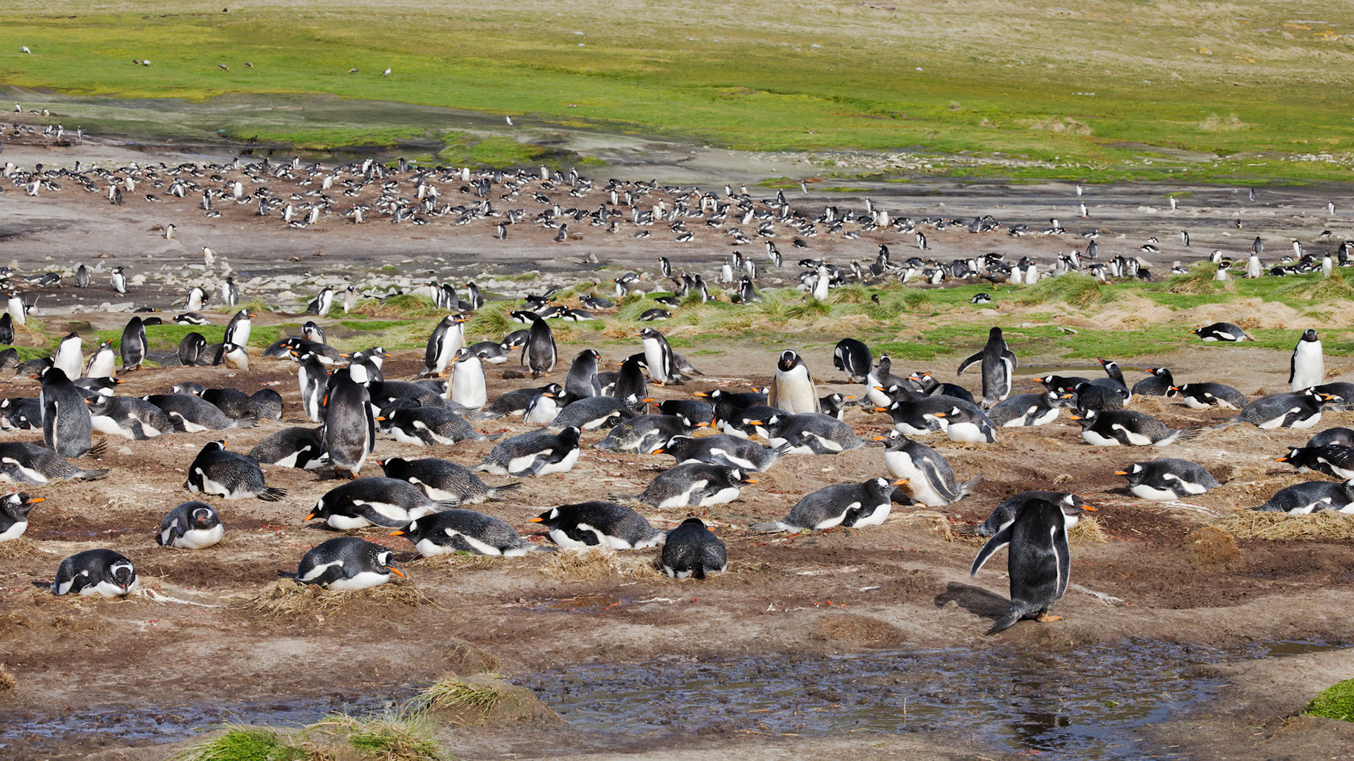 Gentoo Penguin colony, Grave Cove, Falkland Islands