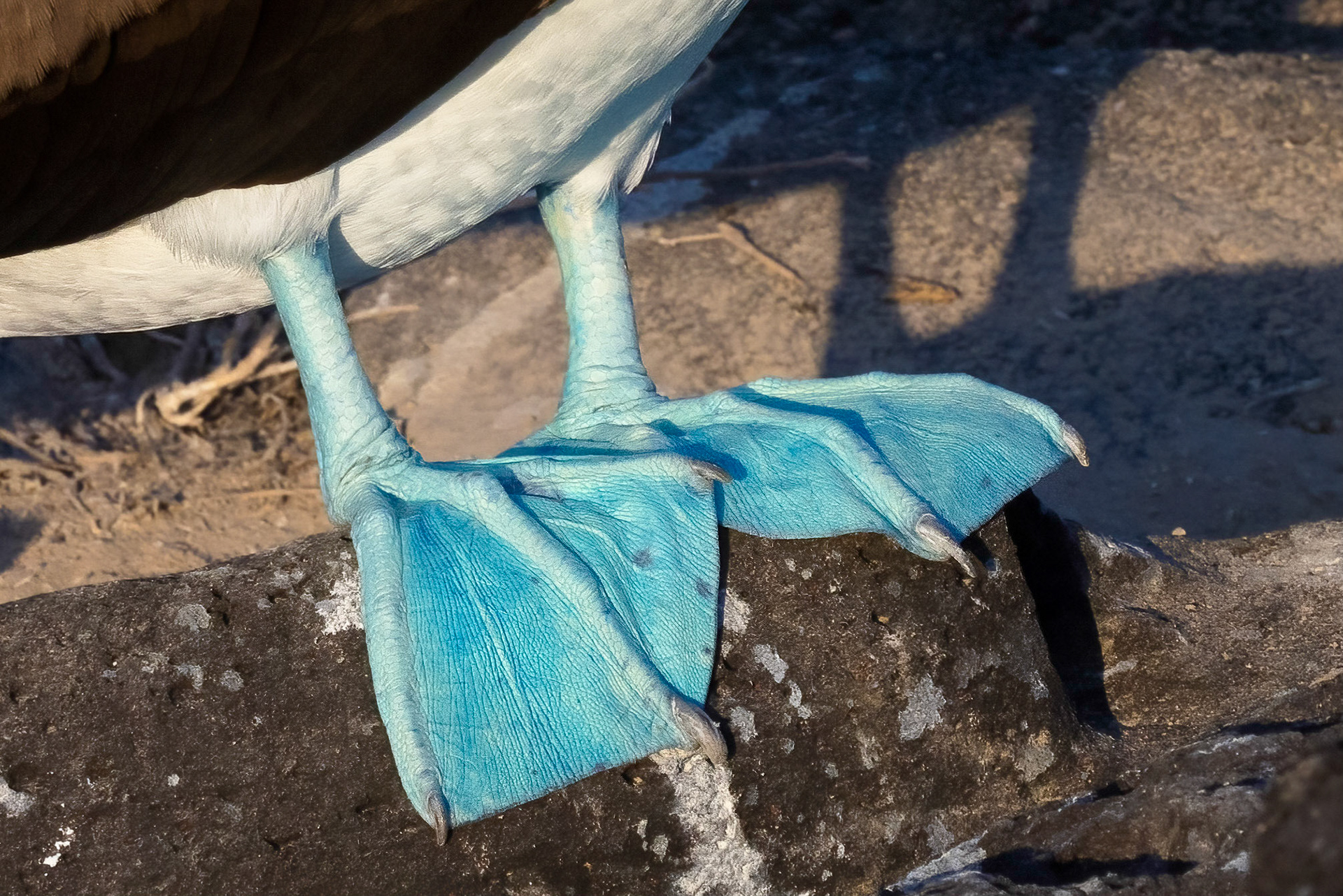 Blue-footed Booby
