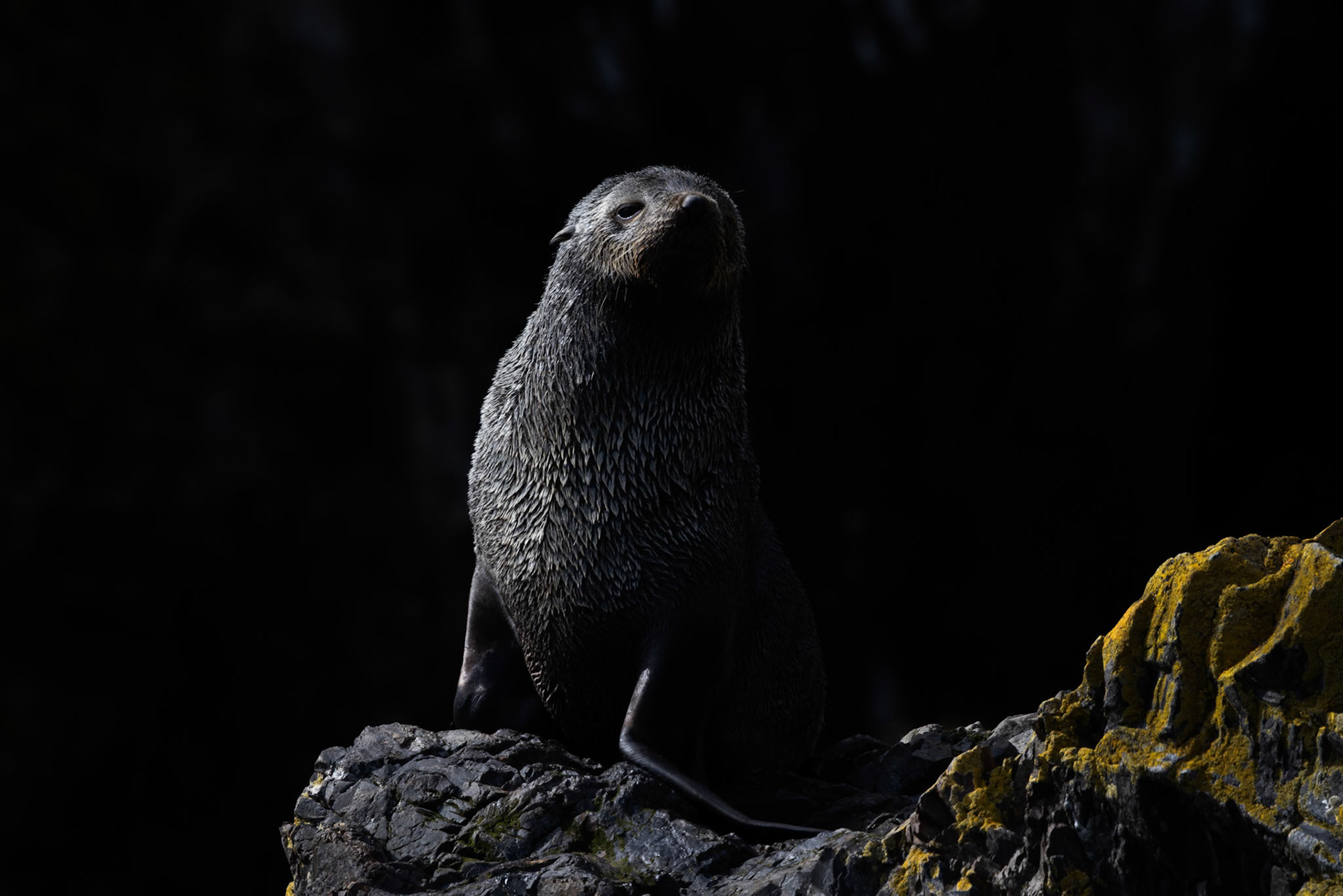 Juvenile Antarctic (Southern) Fur Seal