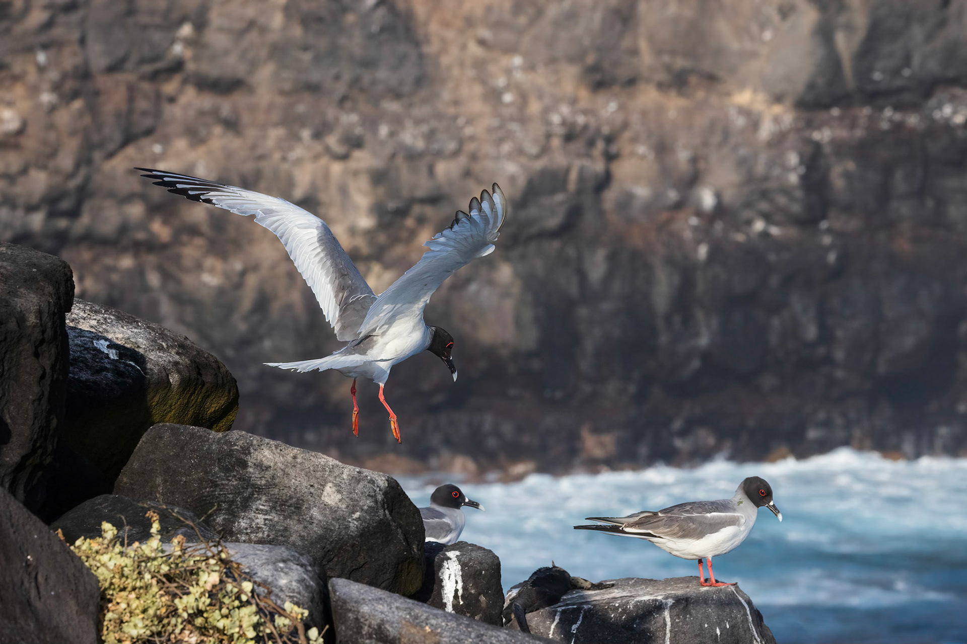 Swallow-tailed Gull