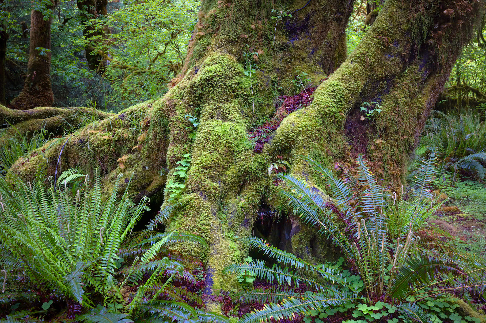 Hoh Rain Forest Hall of Mosses