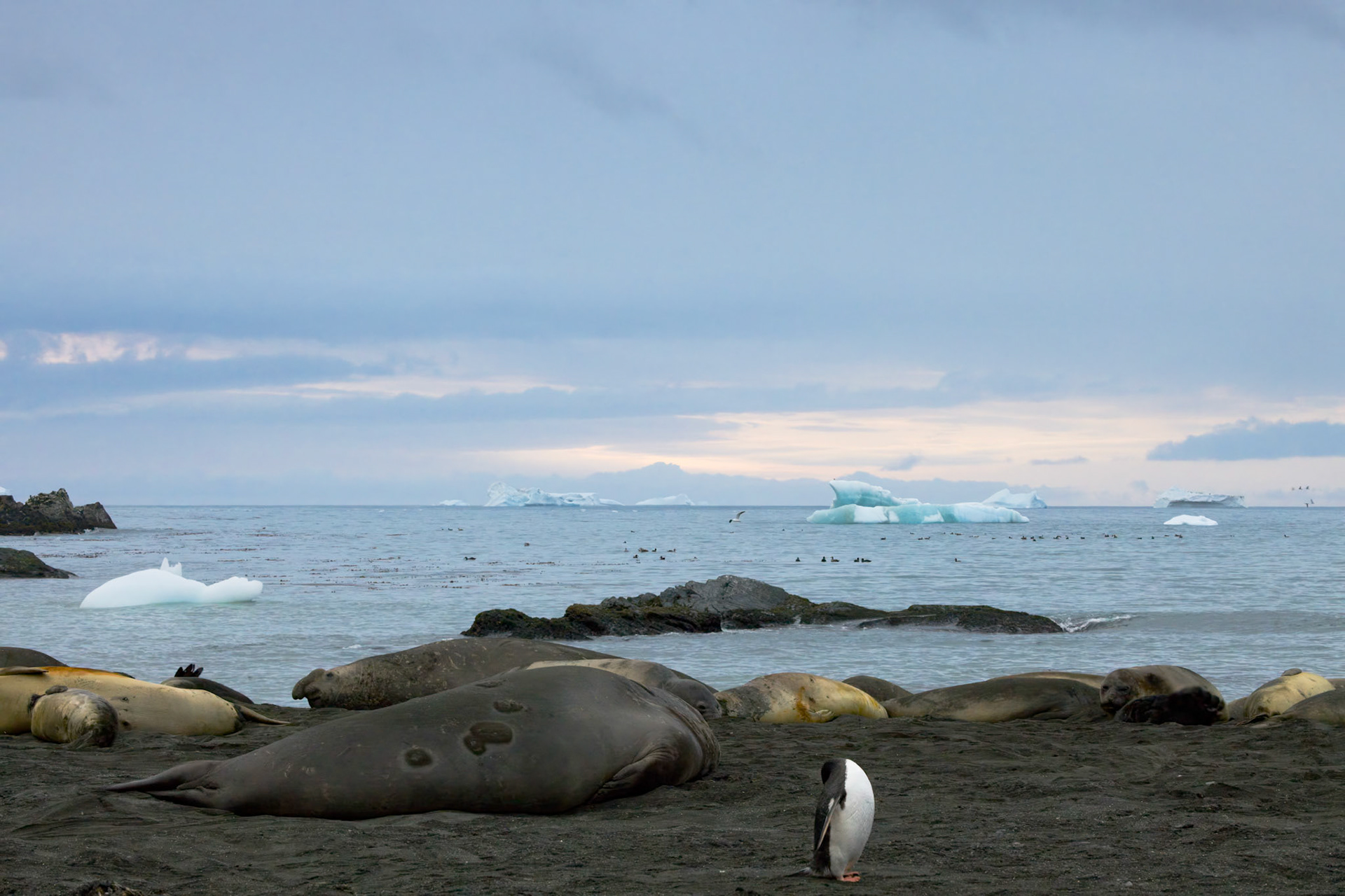 Gold Harbour, South Georgia Island