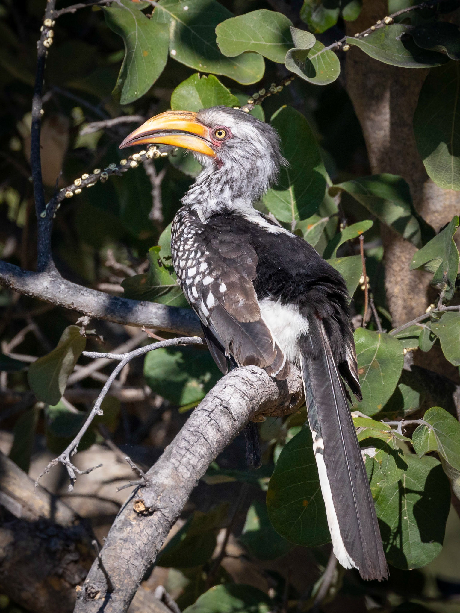 Southern Yellow-billed Hornbill