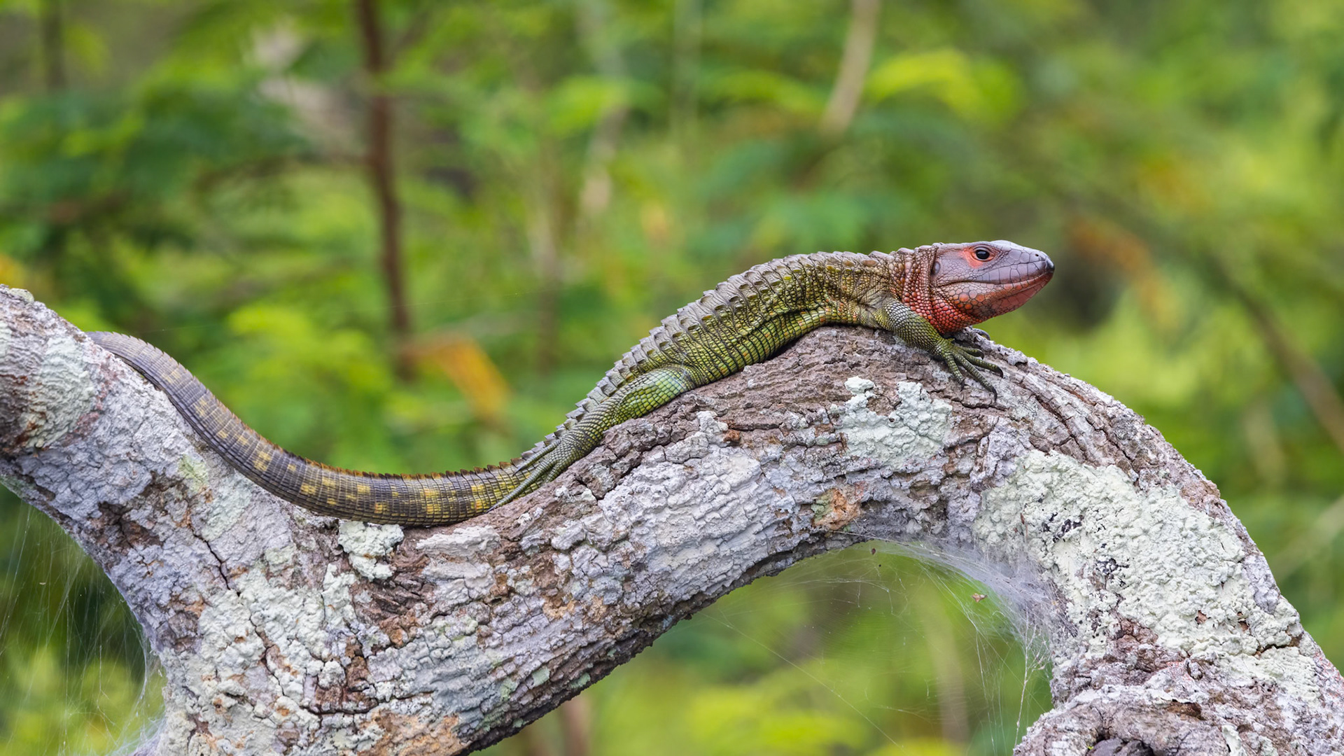 Iguana