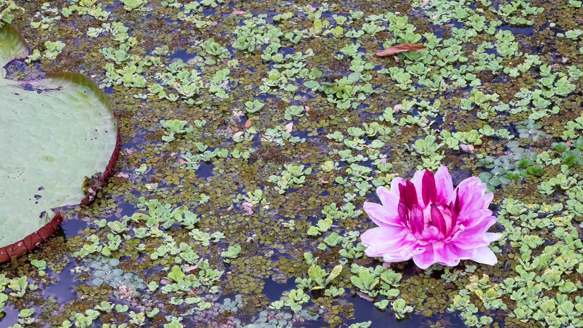 Giant (Victoria Amazonia) Water Lily