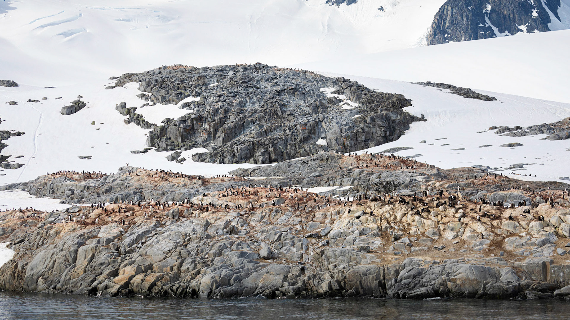 Gentoo Penguin Colony on Goudier Island at Port Lockroy