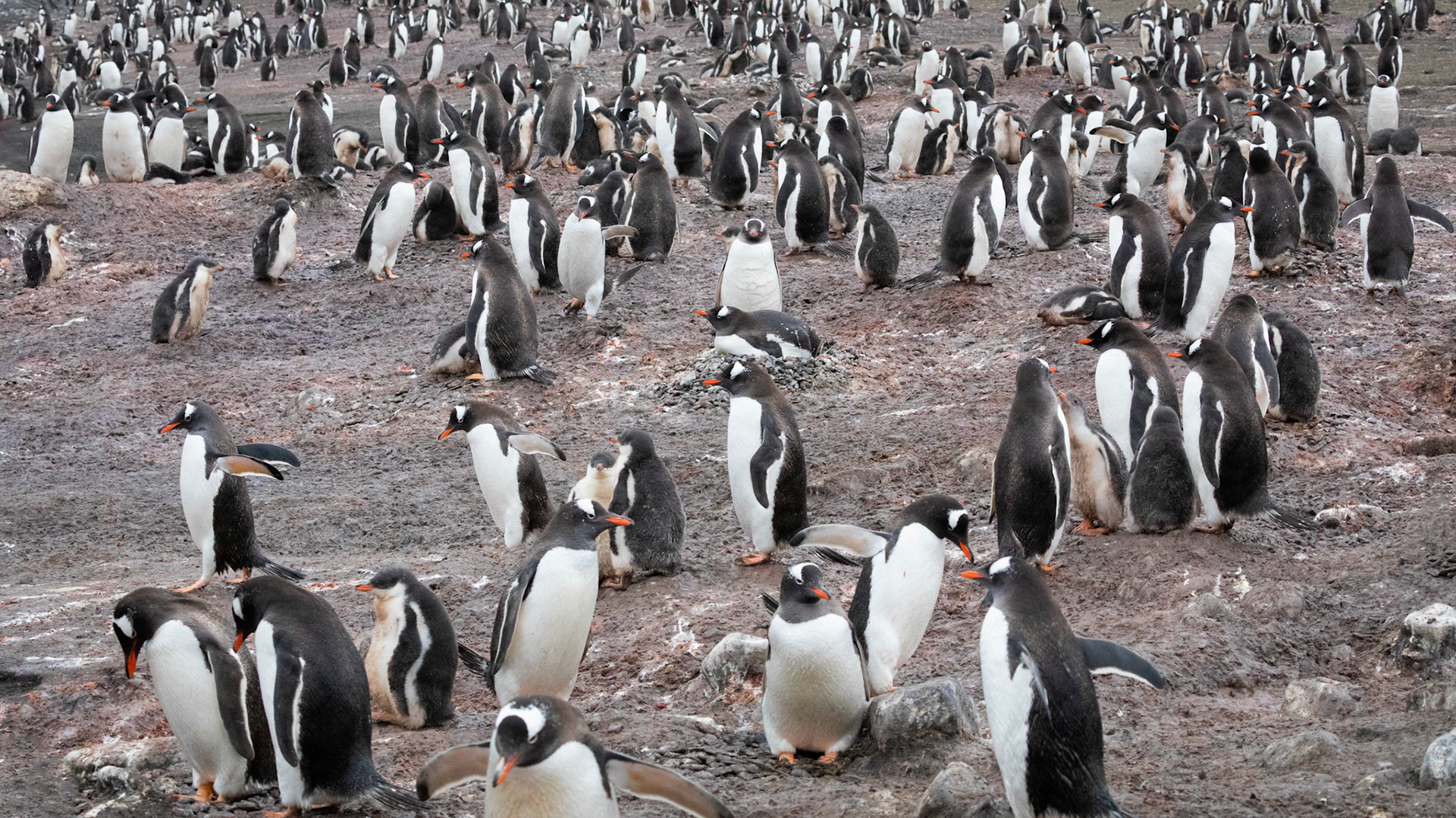 Gentoo Penguins