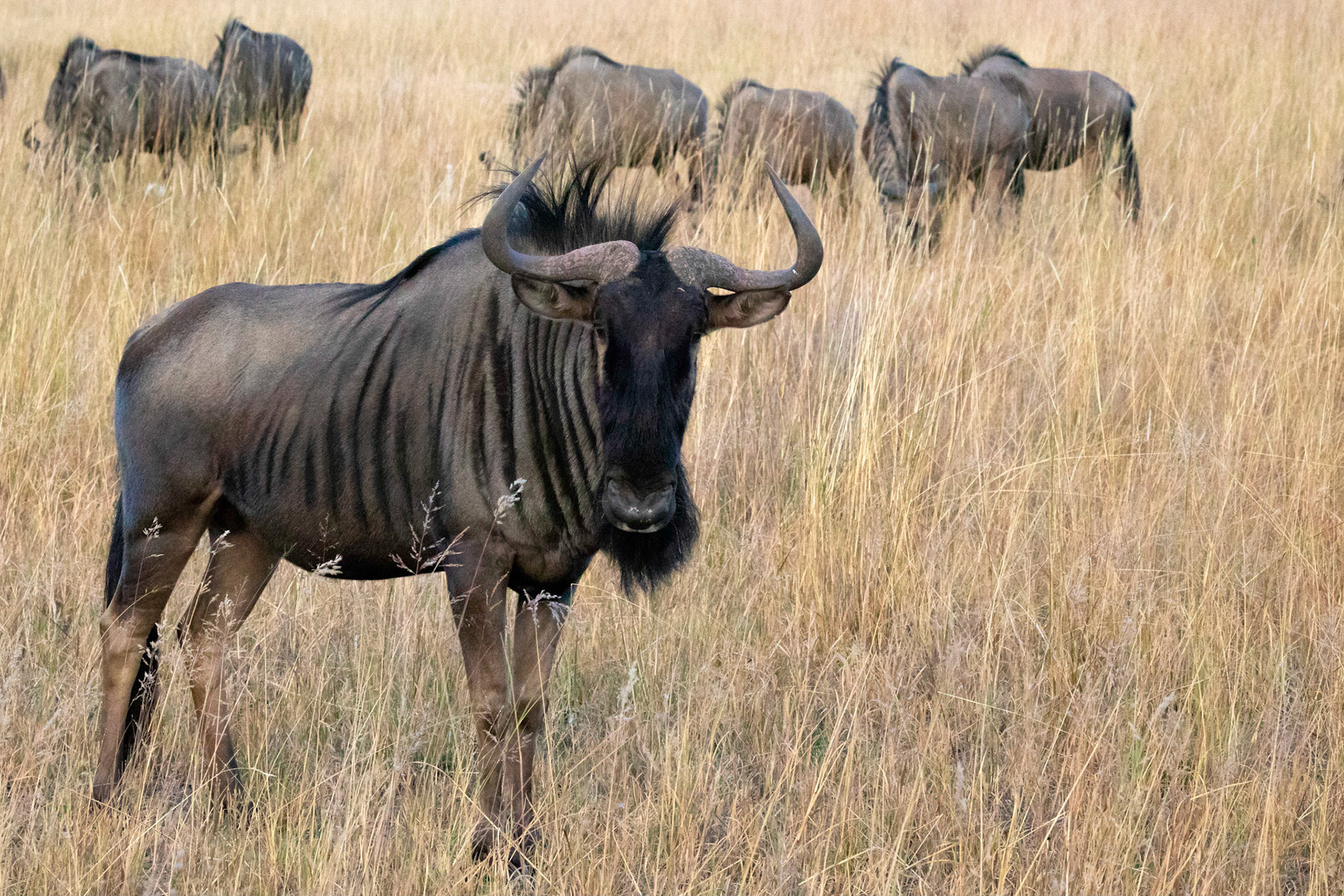Blue Wildebeest