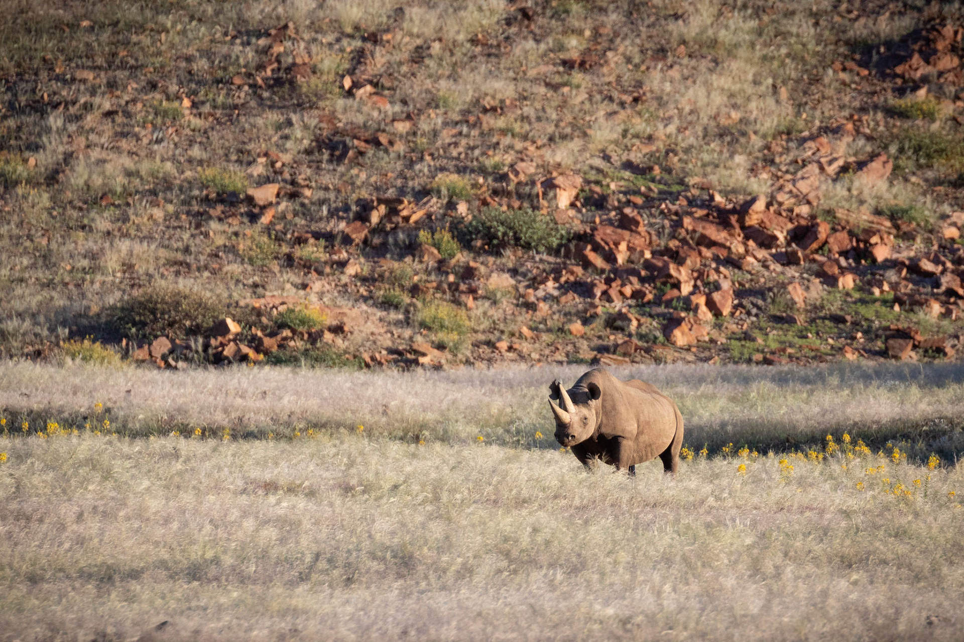 Black rhinoceros