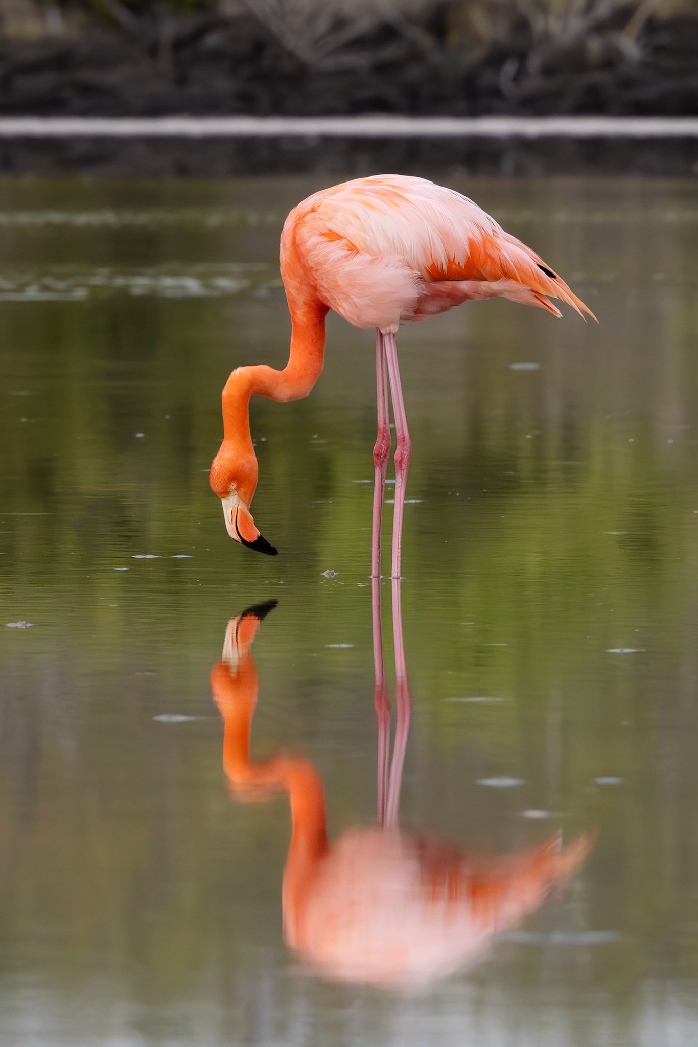 American Flamingo